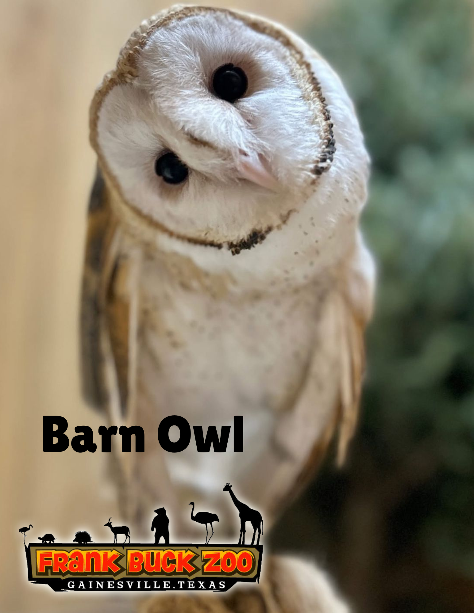 Barn Owl-kara
