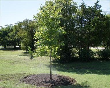 Planted Tree.jpg