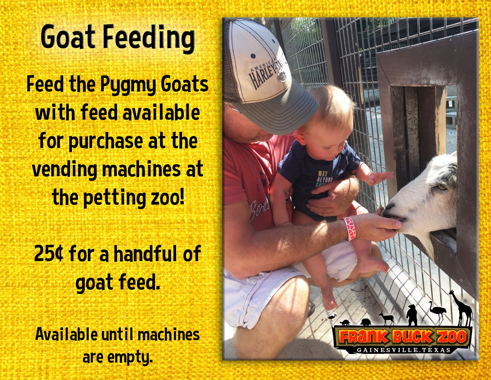 Goat Feeding