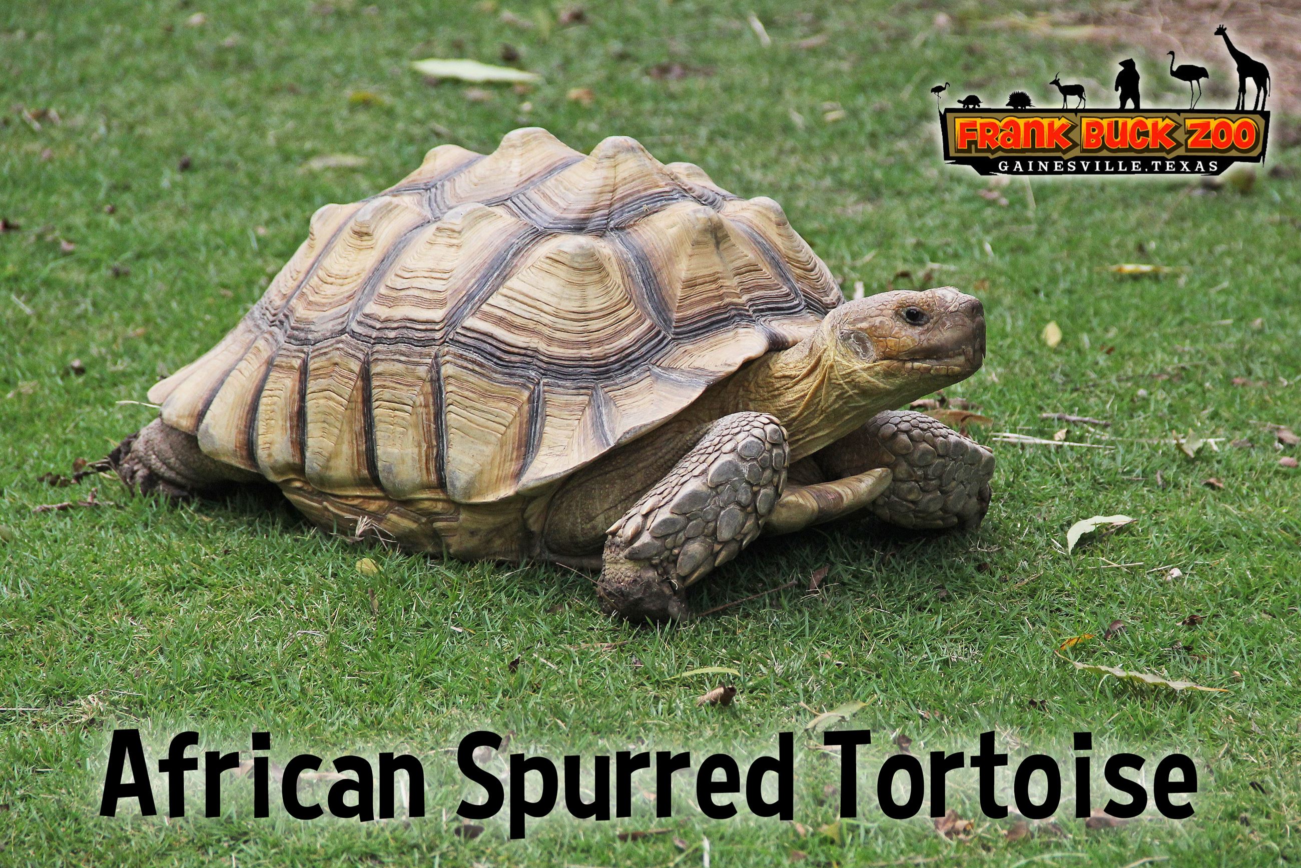 African Spurred Tortoise