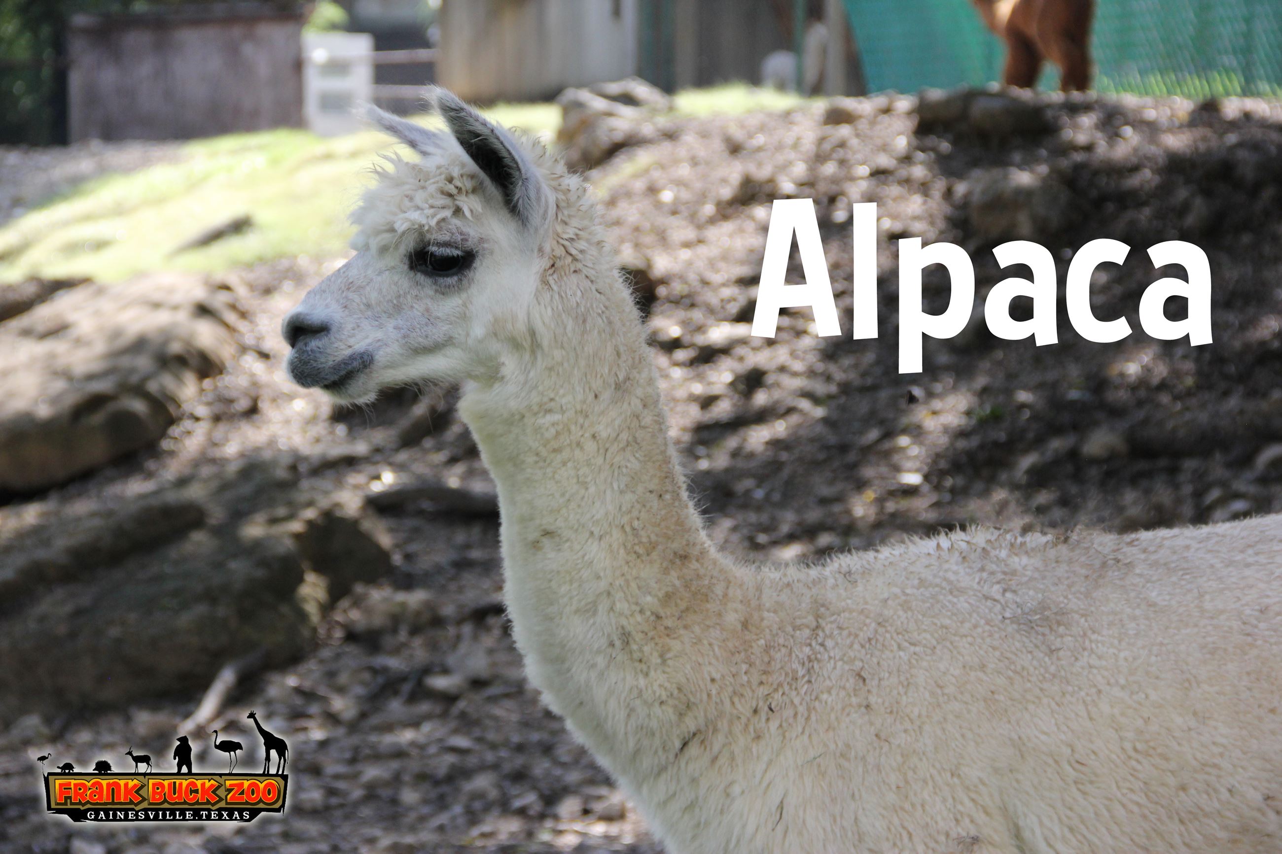 Alpaca