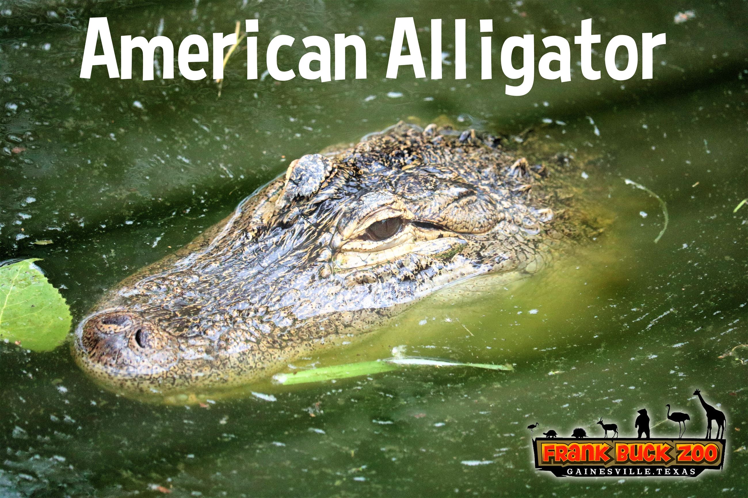 American Alligator