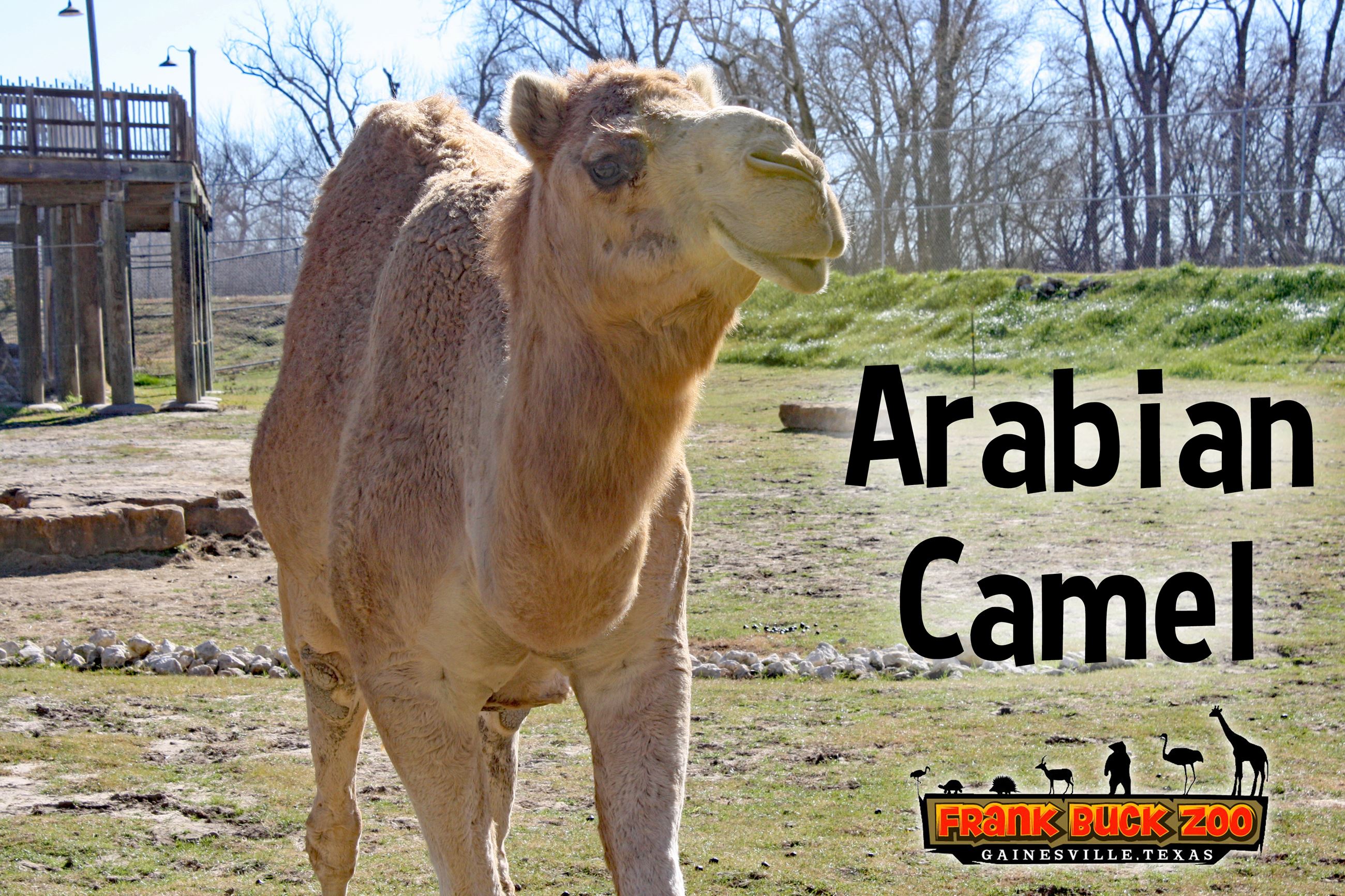 Arabian Camel