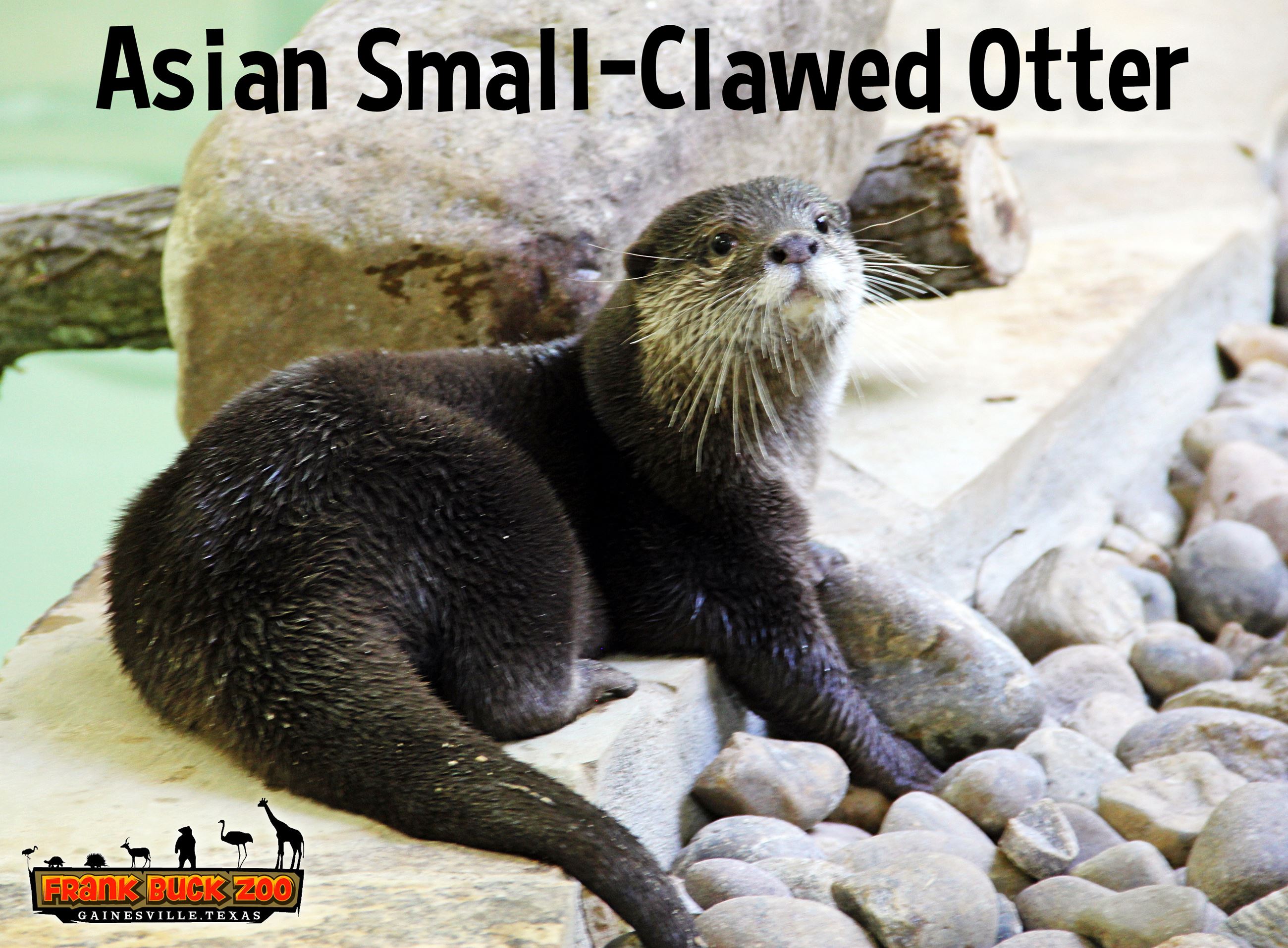 Asian Small-Clawed Otter