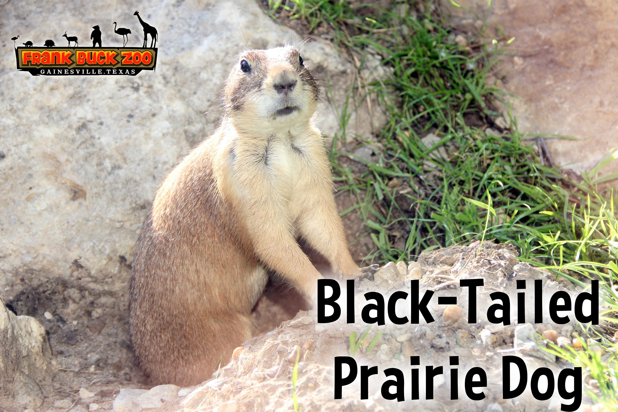 Black Tailed Praire Dog