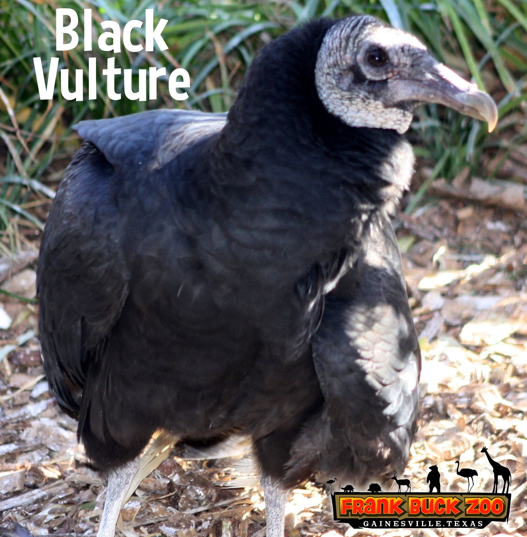 Black Vulture