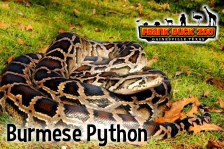 Burmese Python 