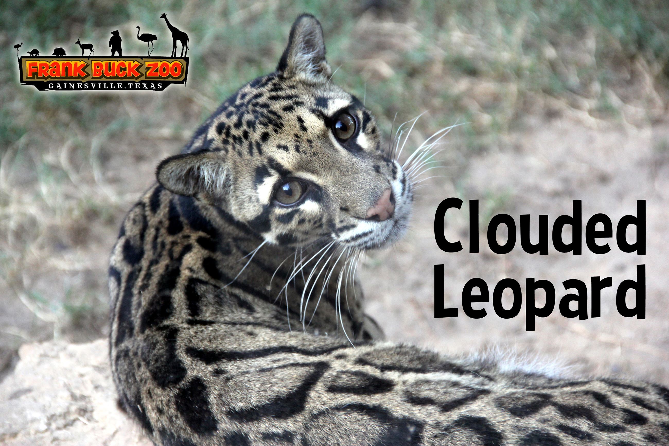 Clouded Leopard