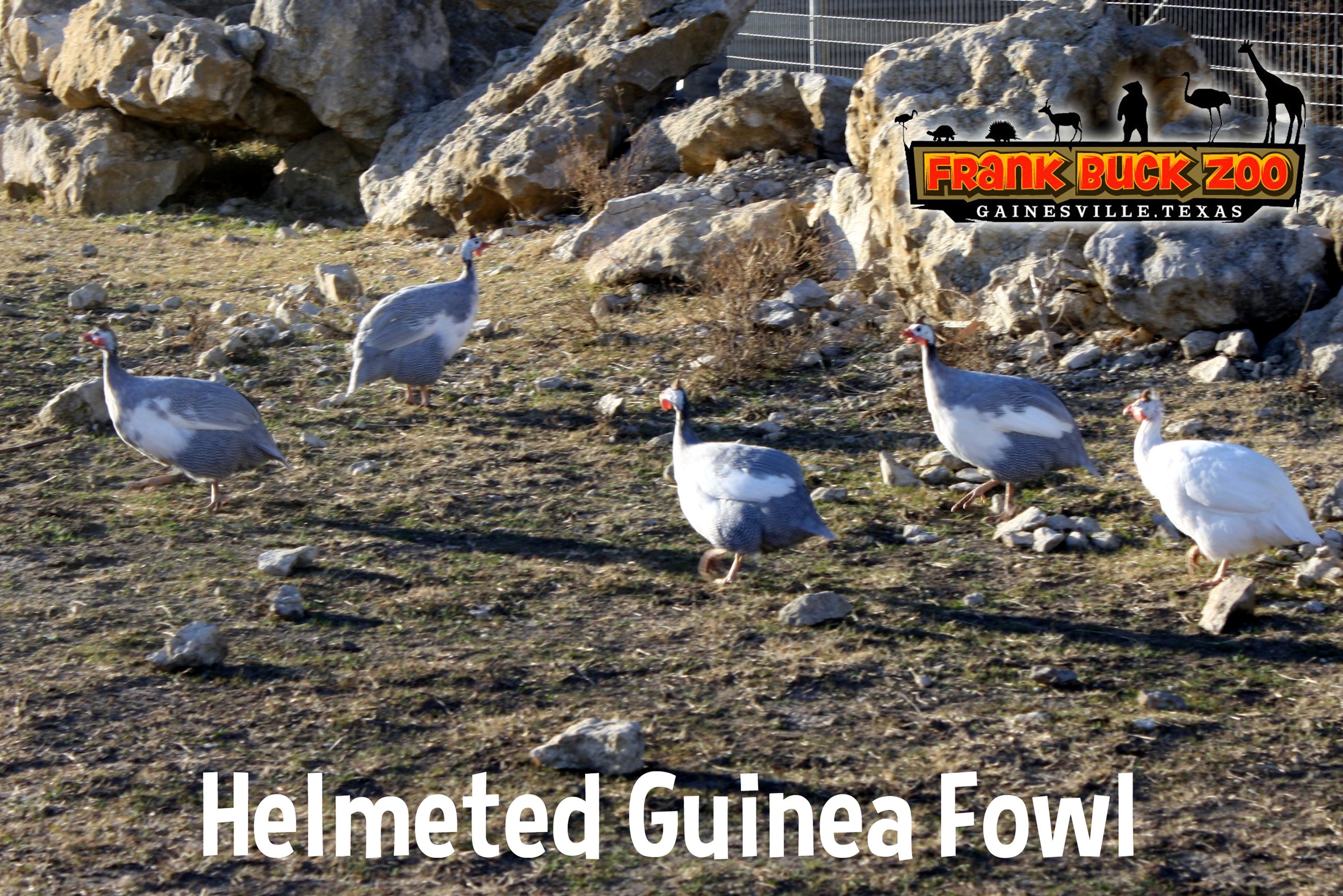 Helmeted Guinea Fowl