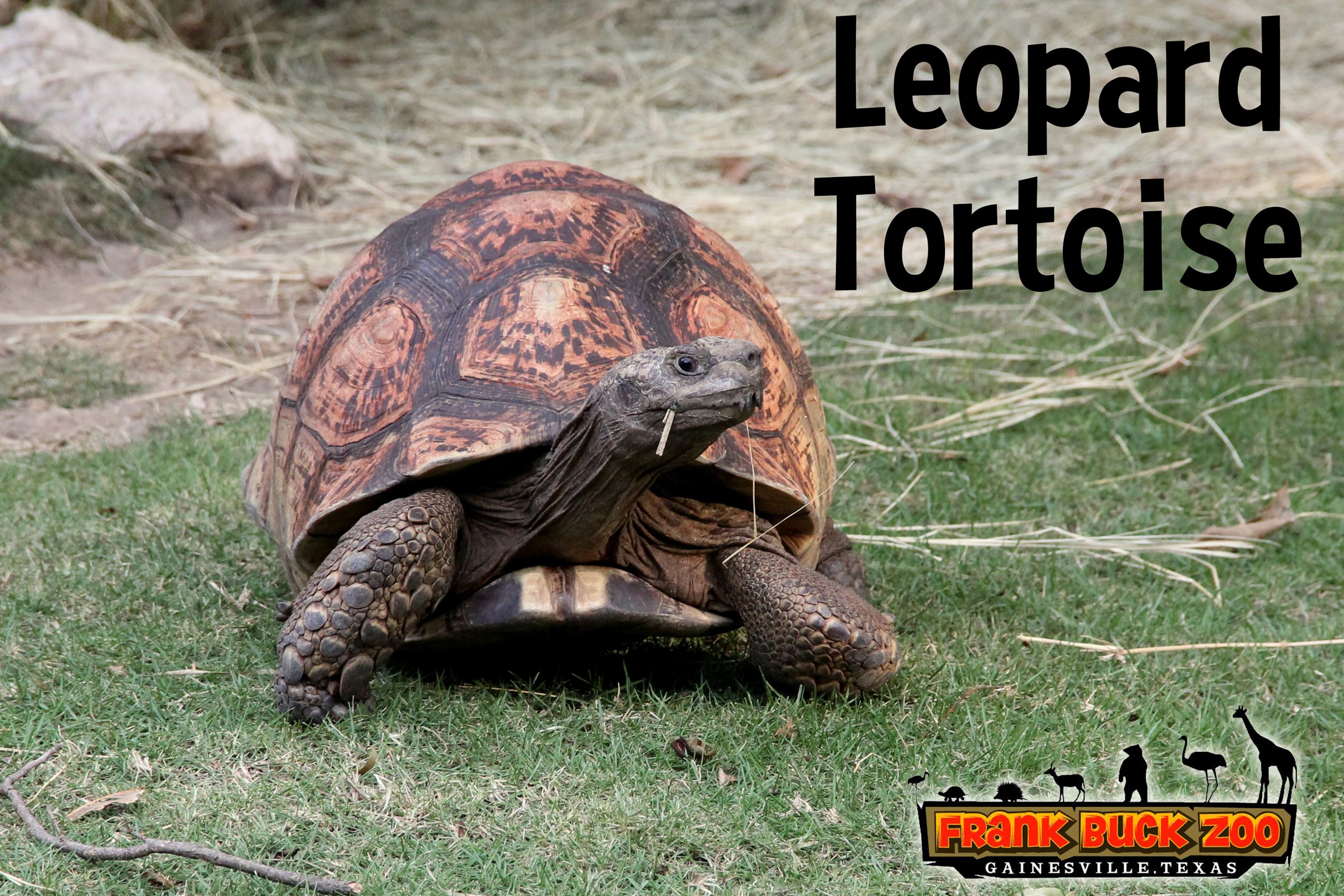 Leopard Tortoise