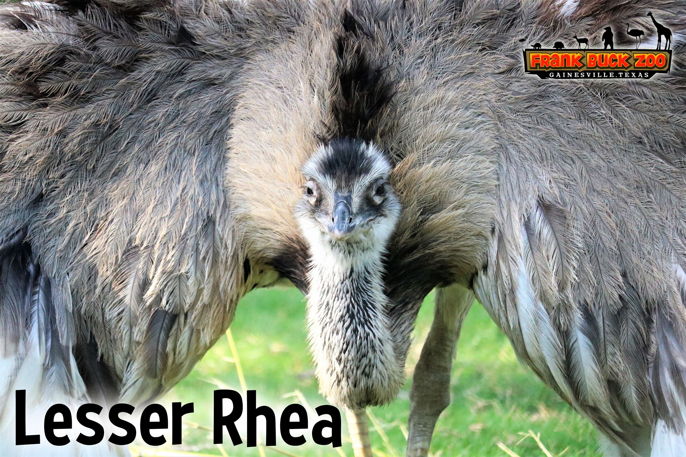 Lesser Rhea
