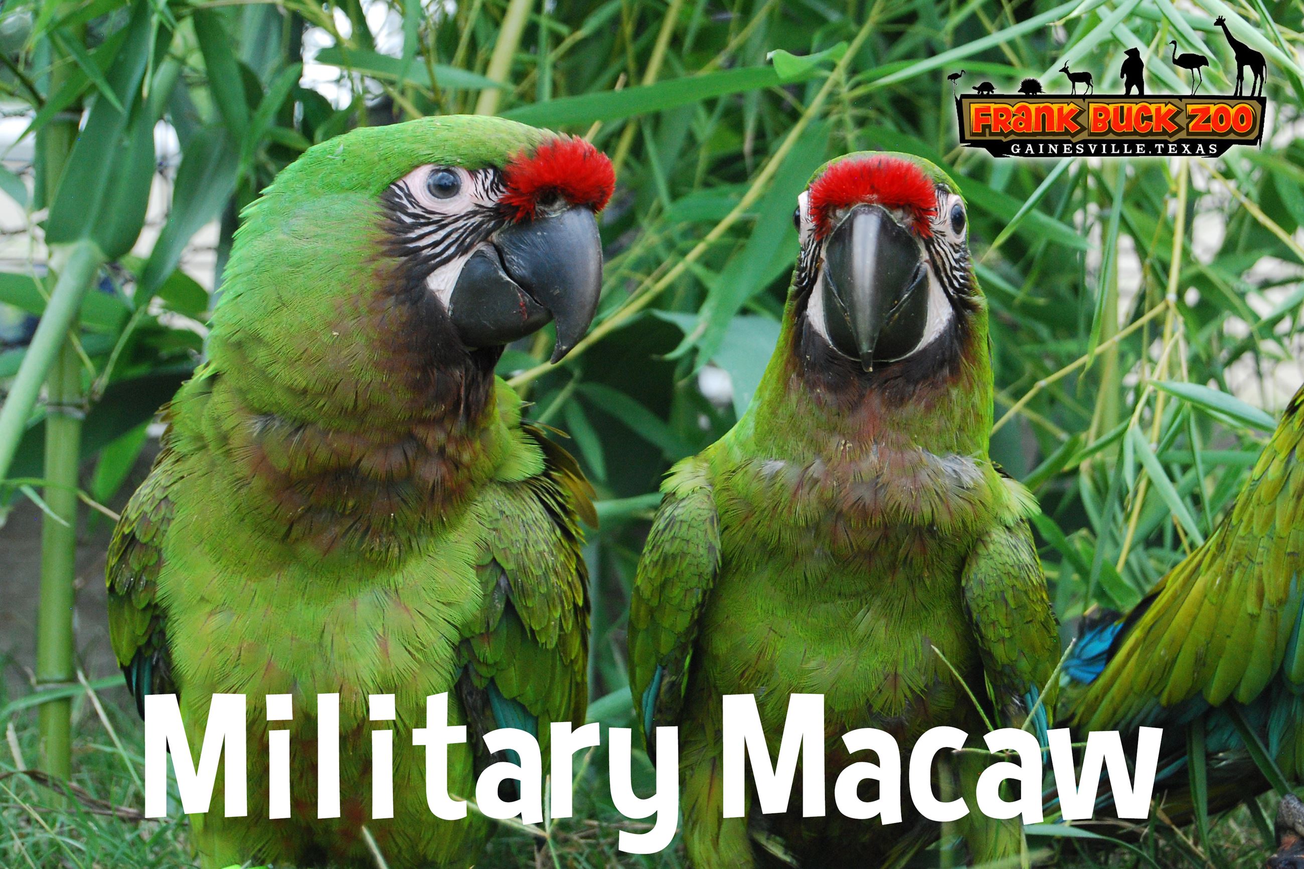Military Macaw