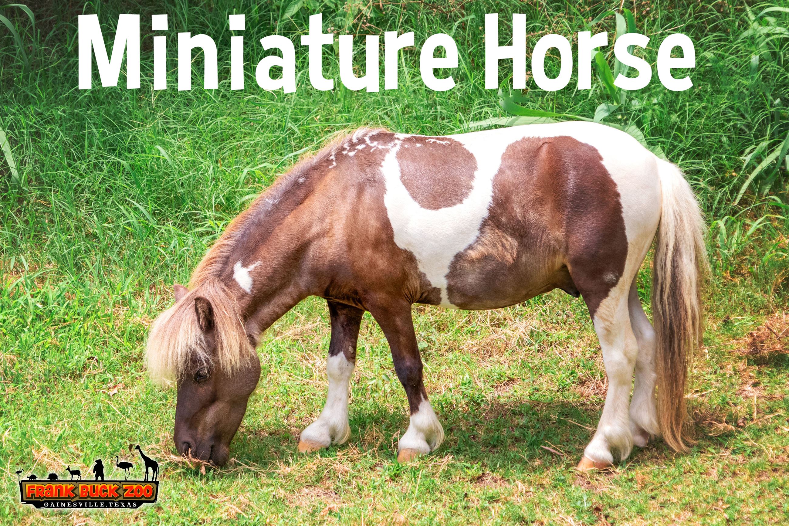Miniature Horse