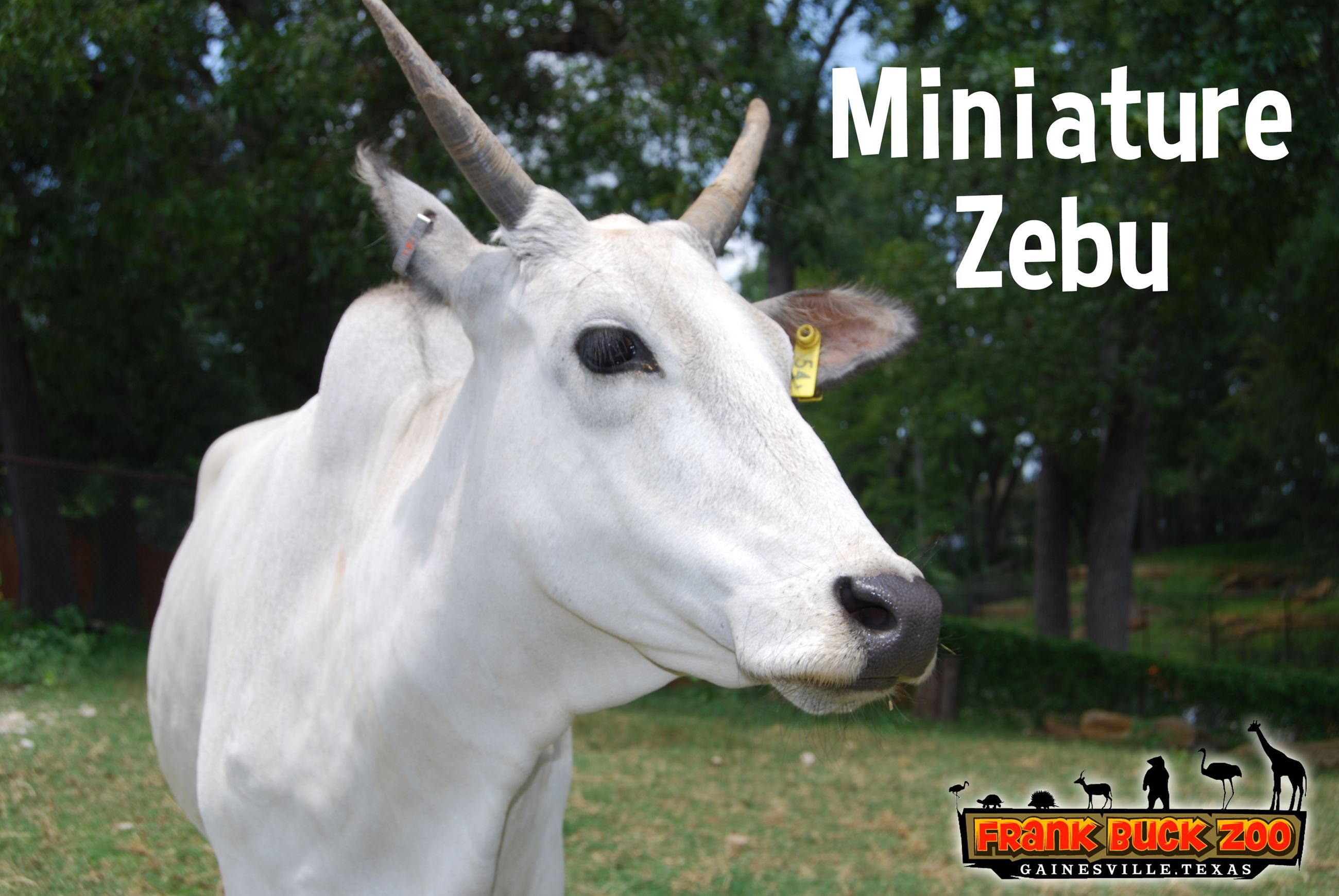 Miniature Zebu