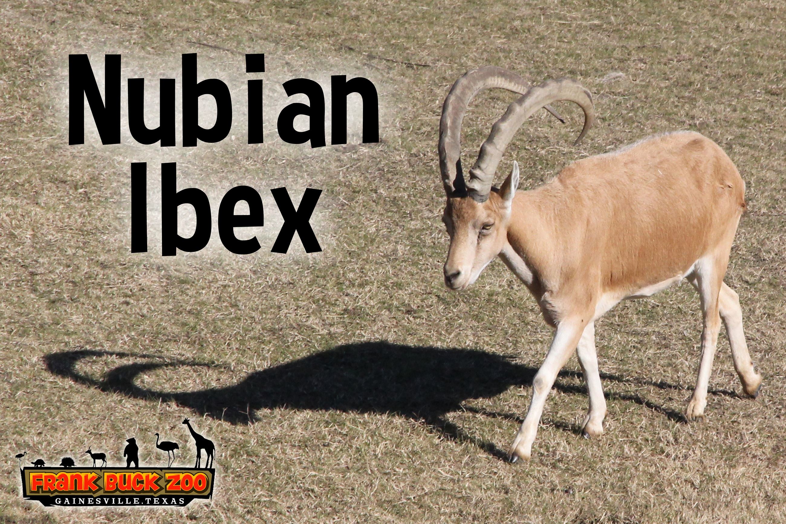 Nubian Ibex