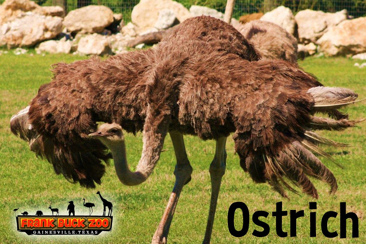 Ostrich
