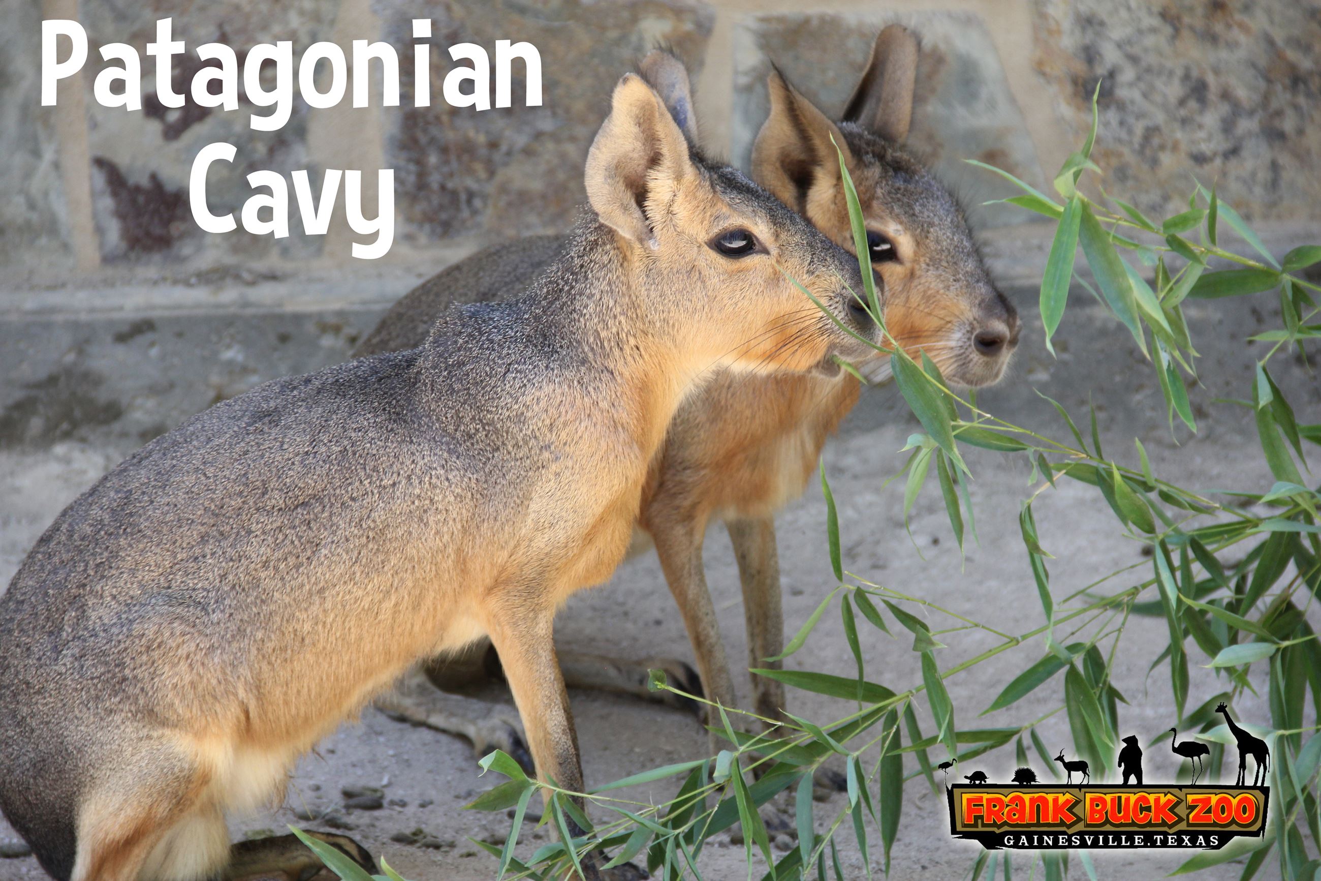 Patagonian Cavy