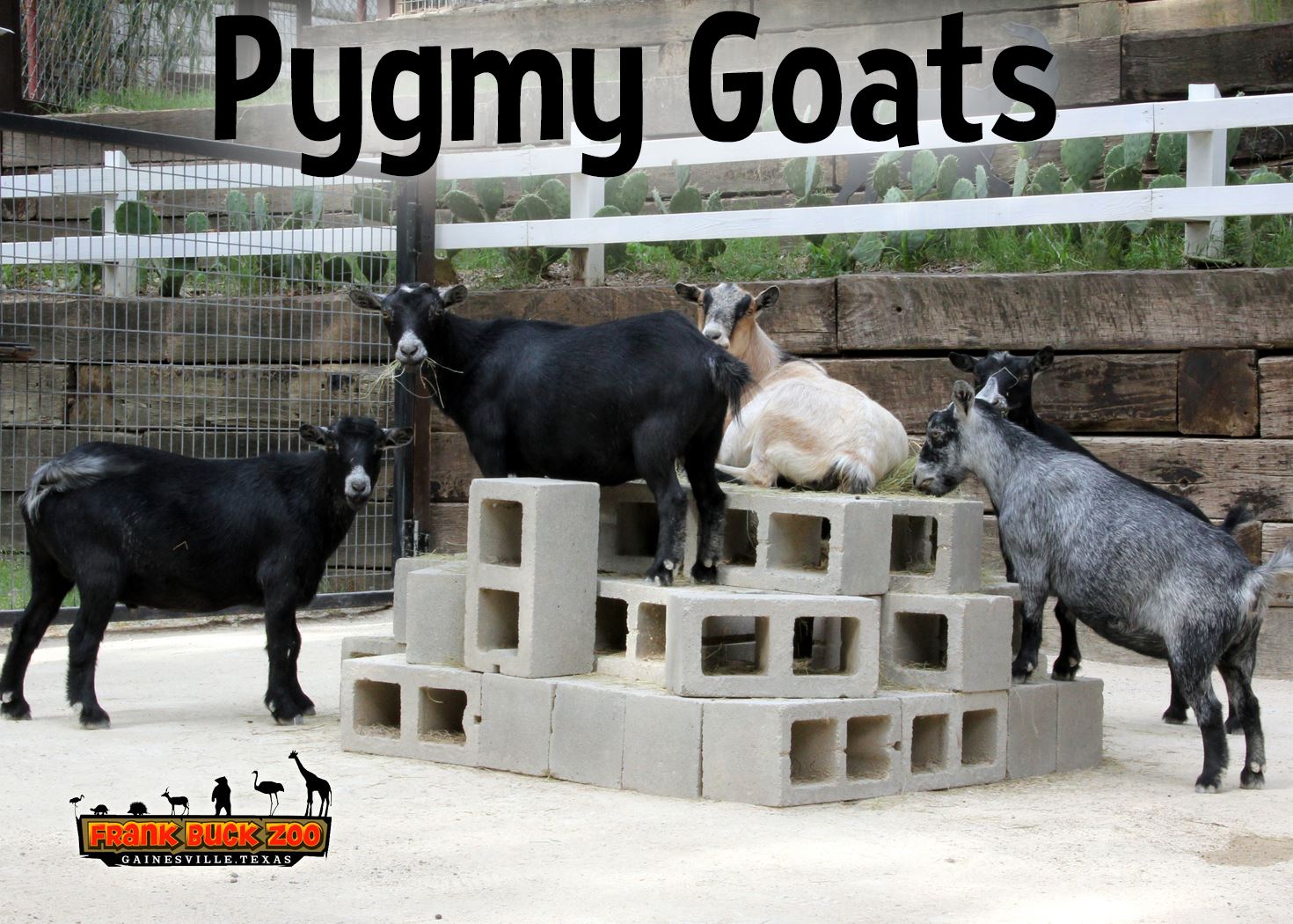 Pygmy Goats