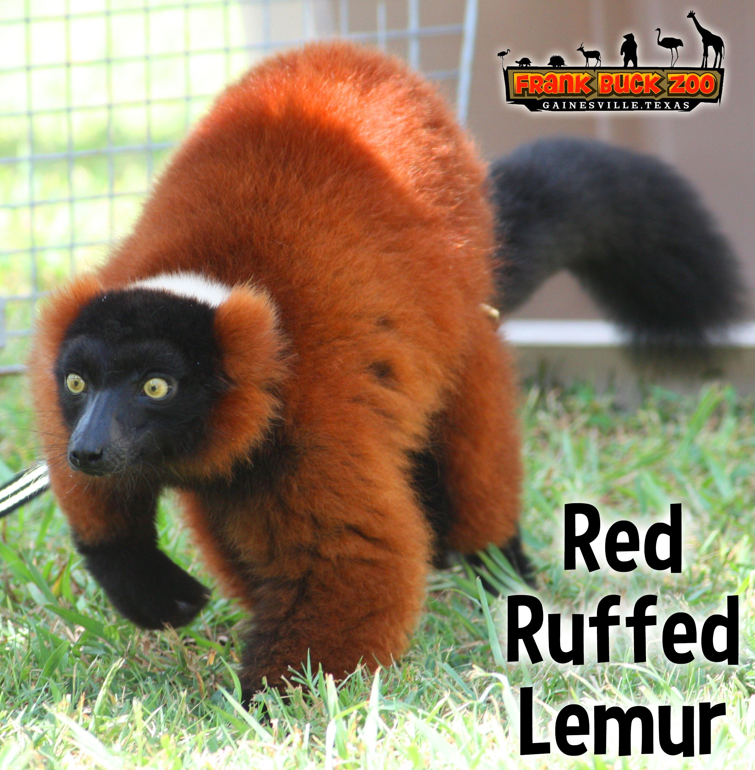 Red Ruffed Lemur