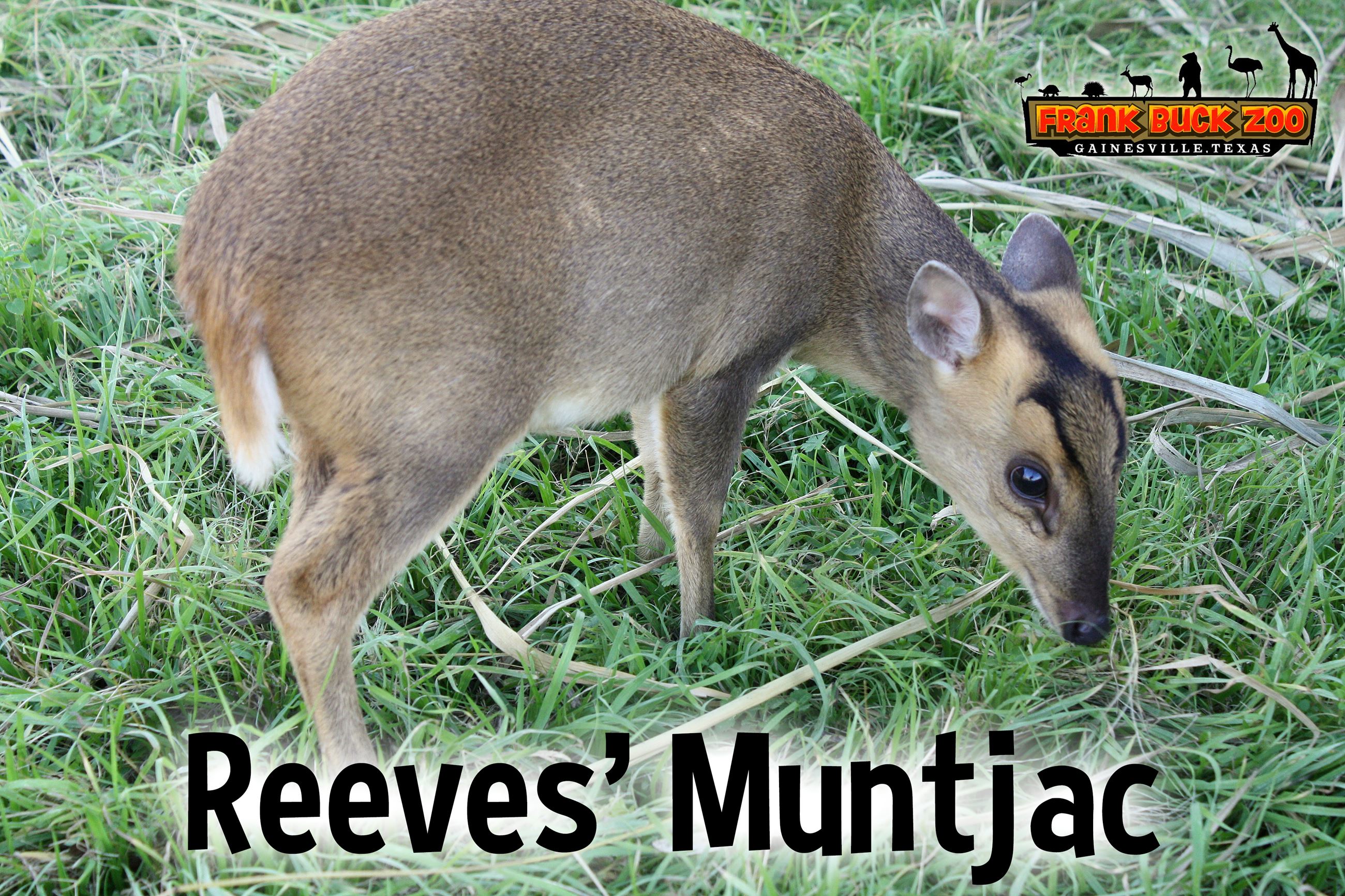 Reeves Muntjac