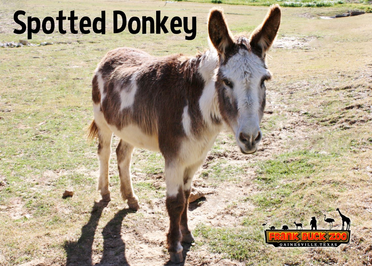 Spotted Donkey