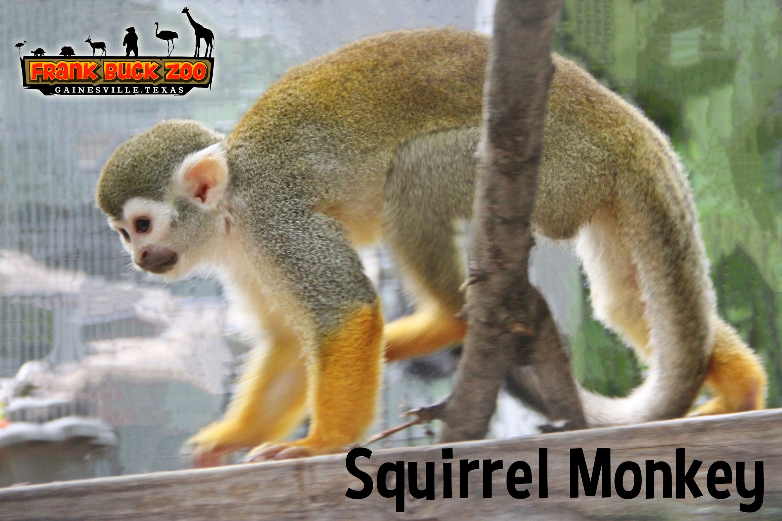 Squirrel Monkey