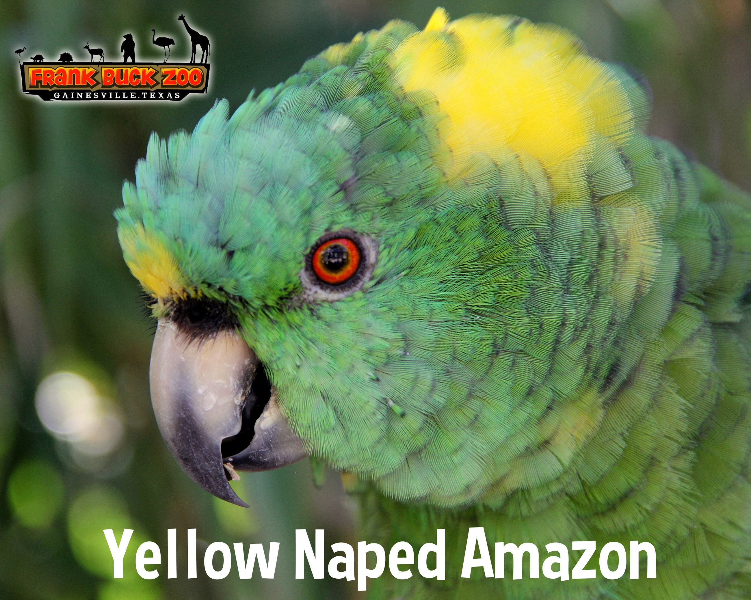 Yellow Naped Amazon