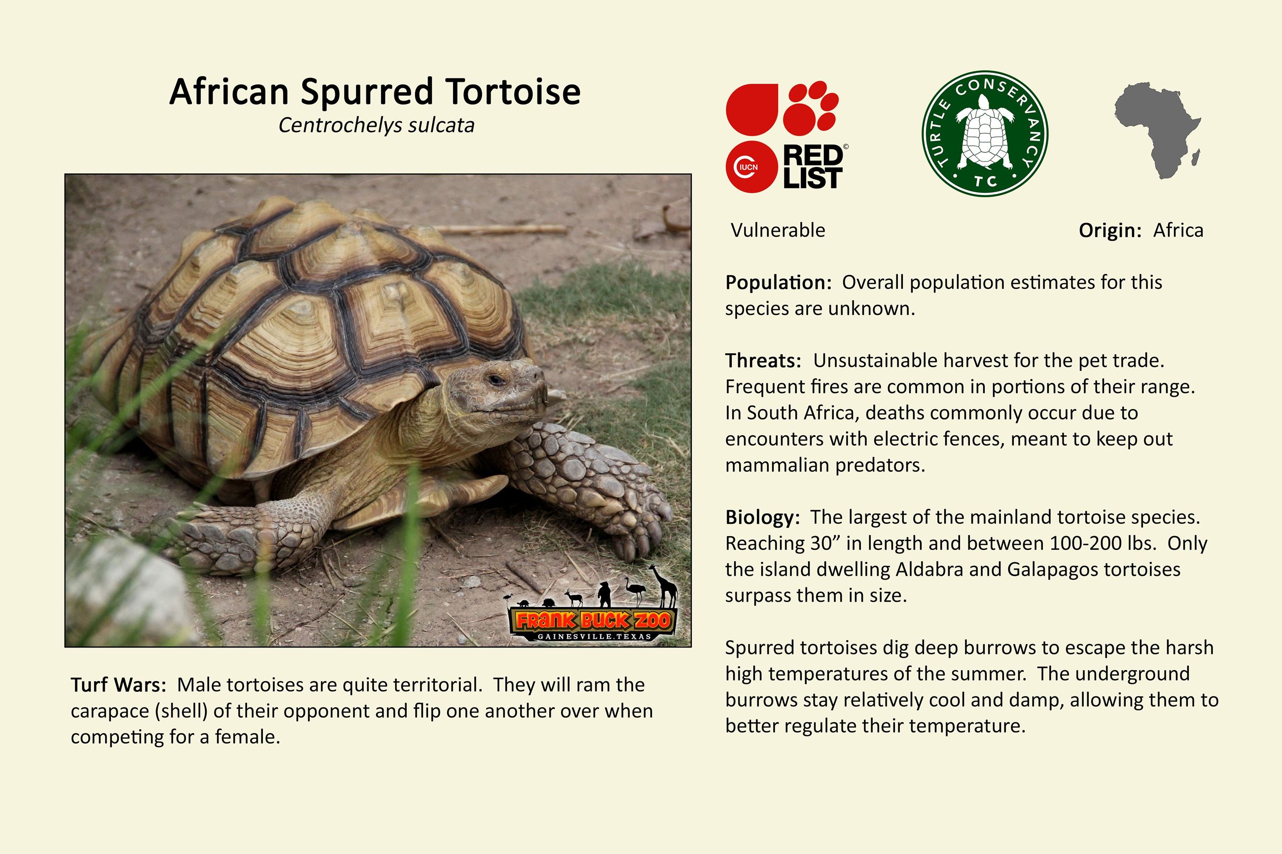 African Spurred Tortoise