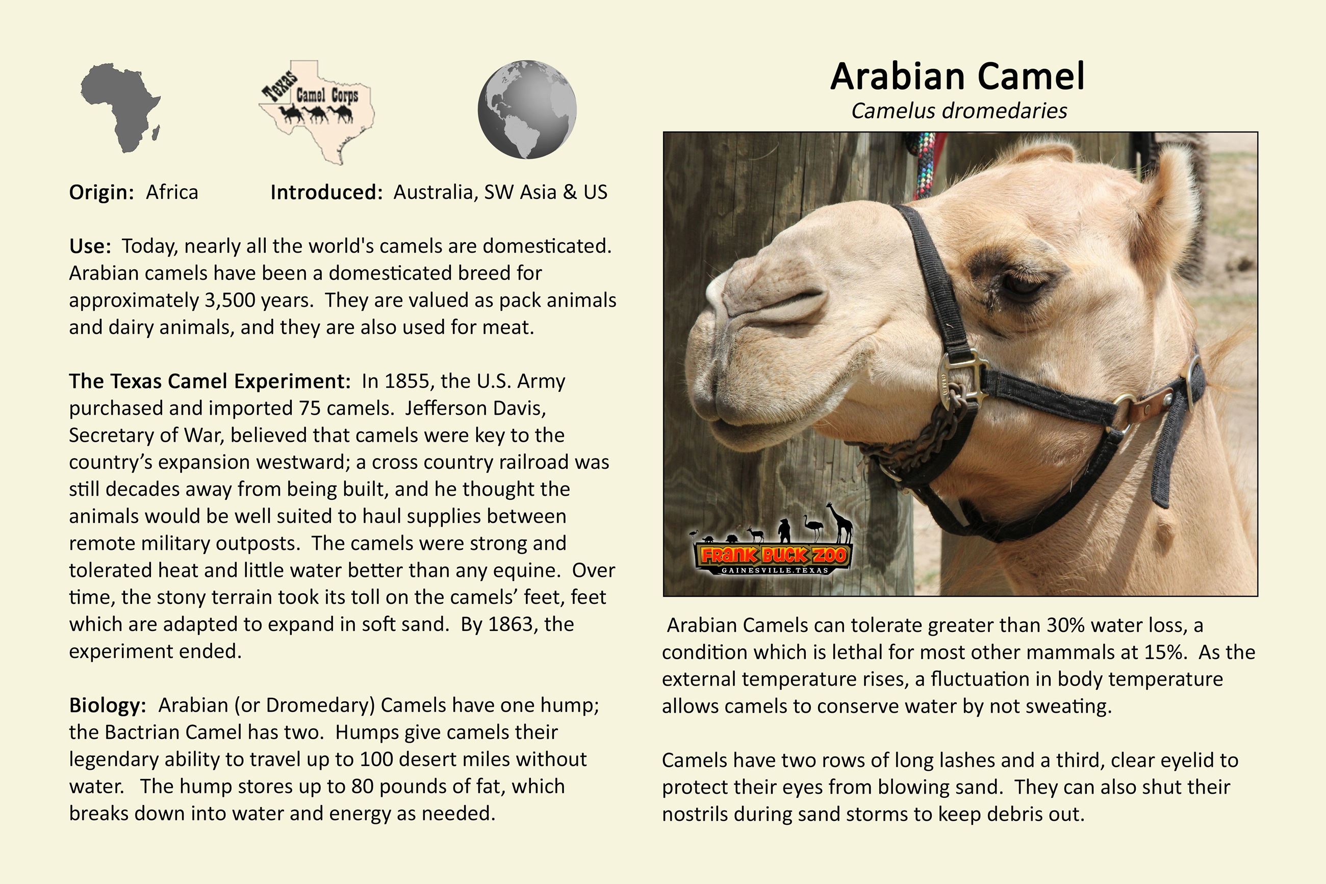 Arabian Camel