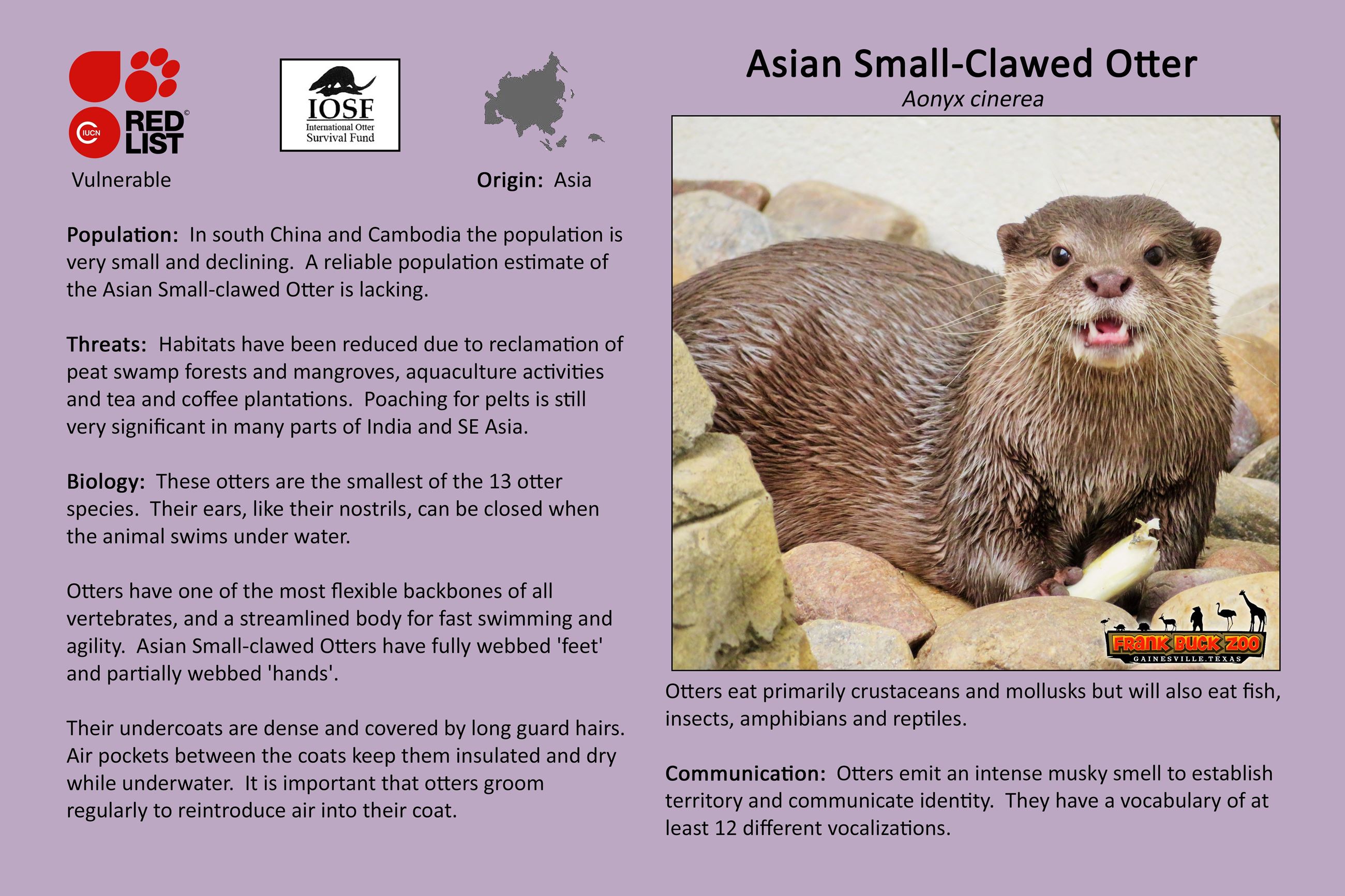 Asian Small Clawed Otter