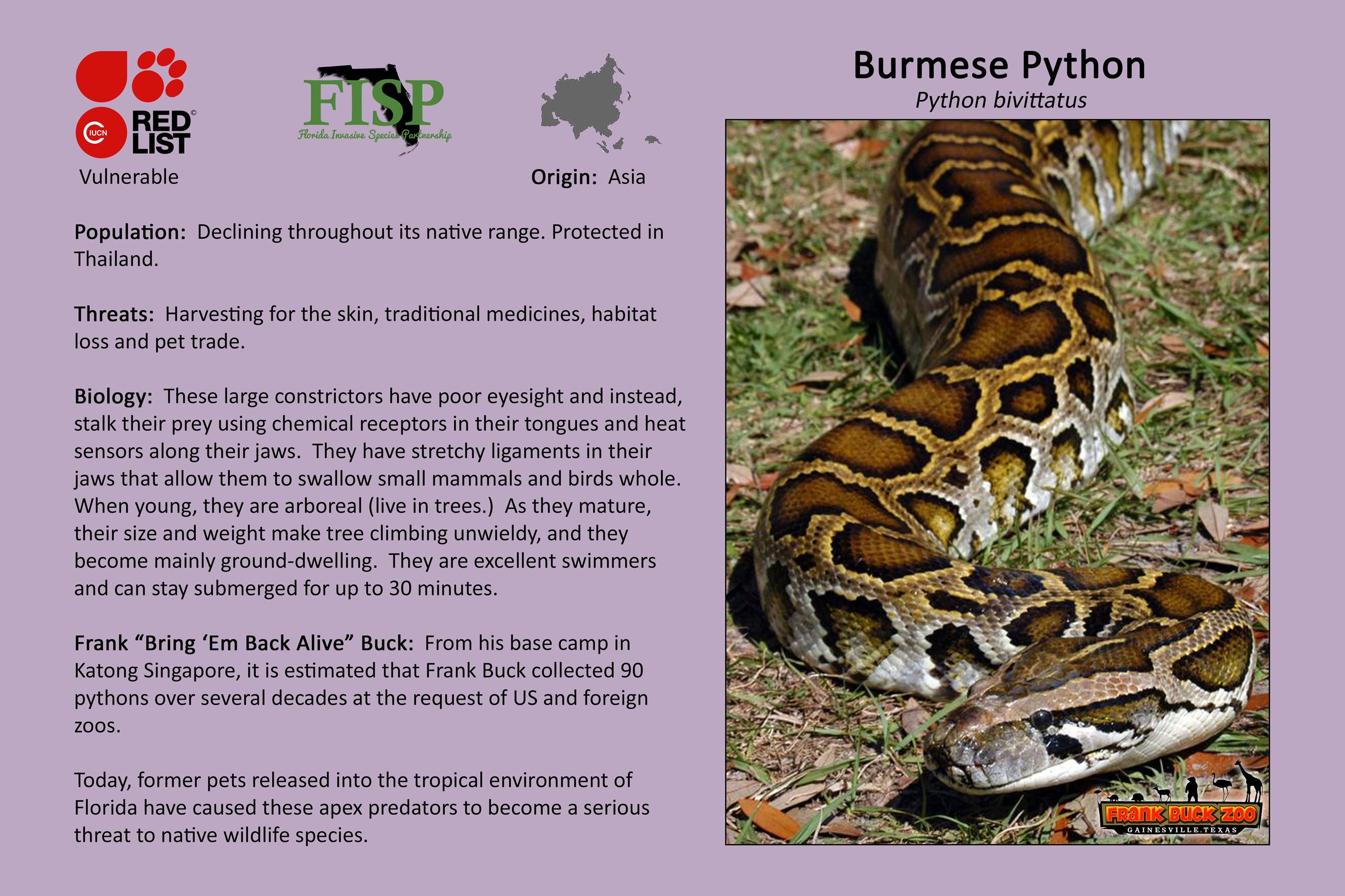 Burmese Python