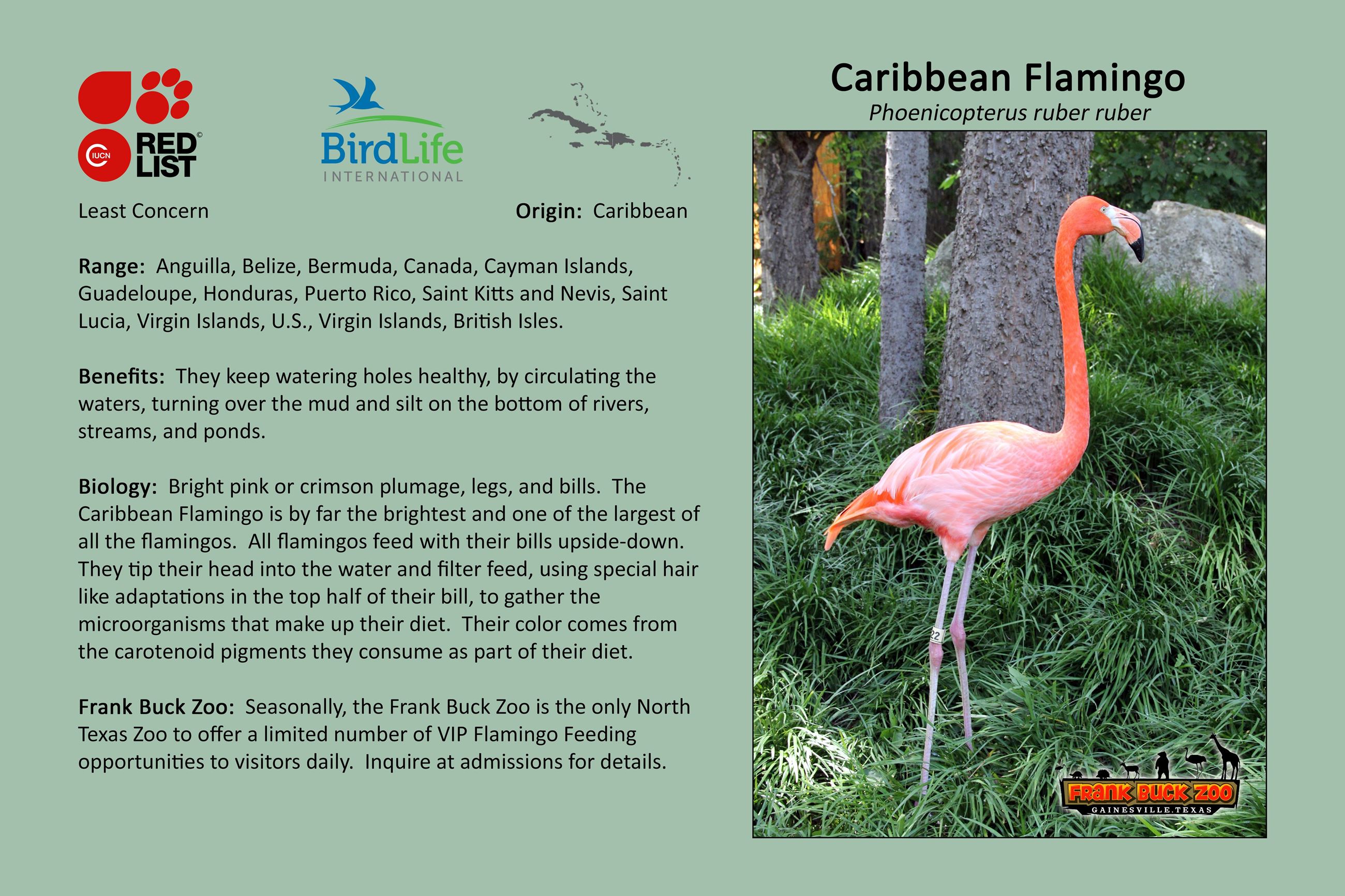 Caribbean Flamingo
