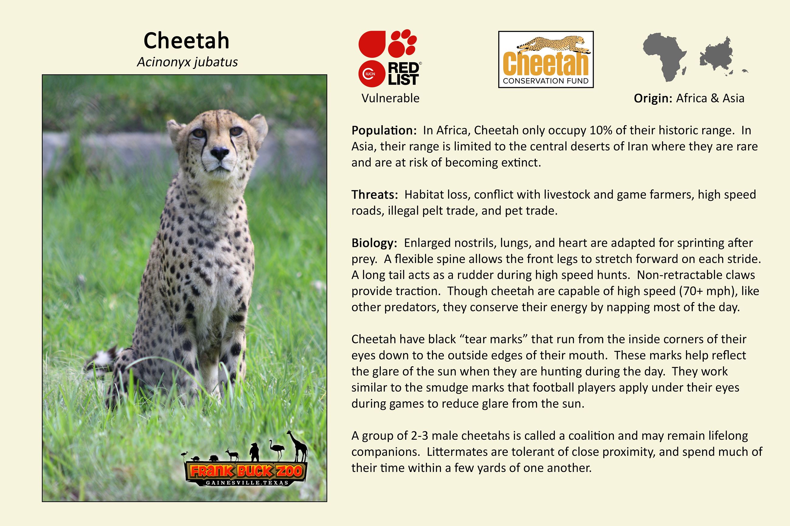 Cheetah