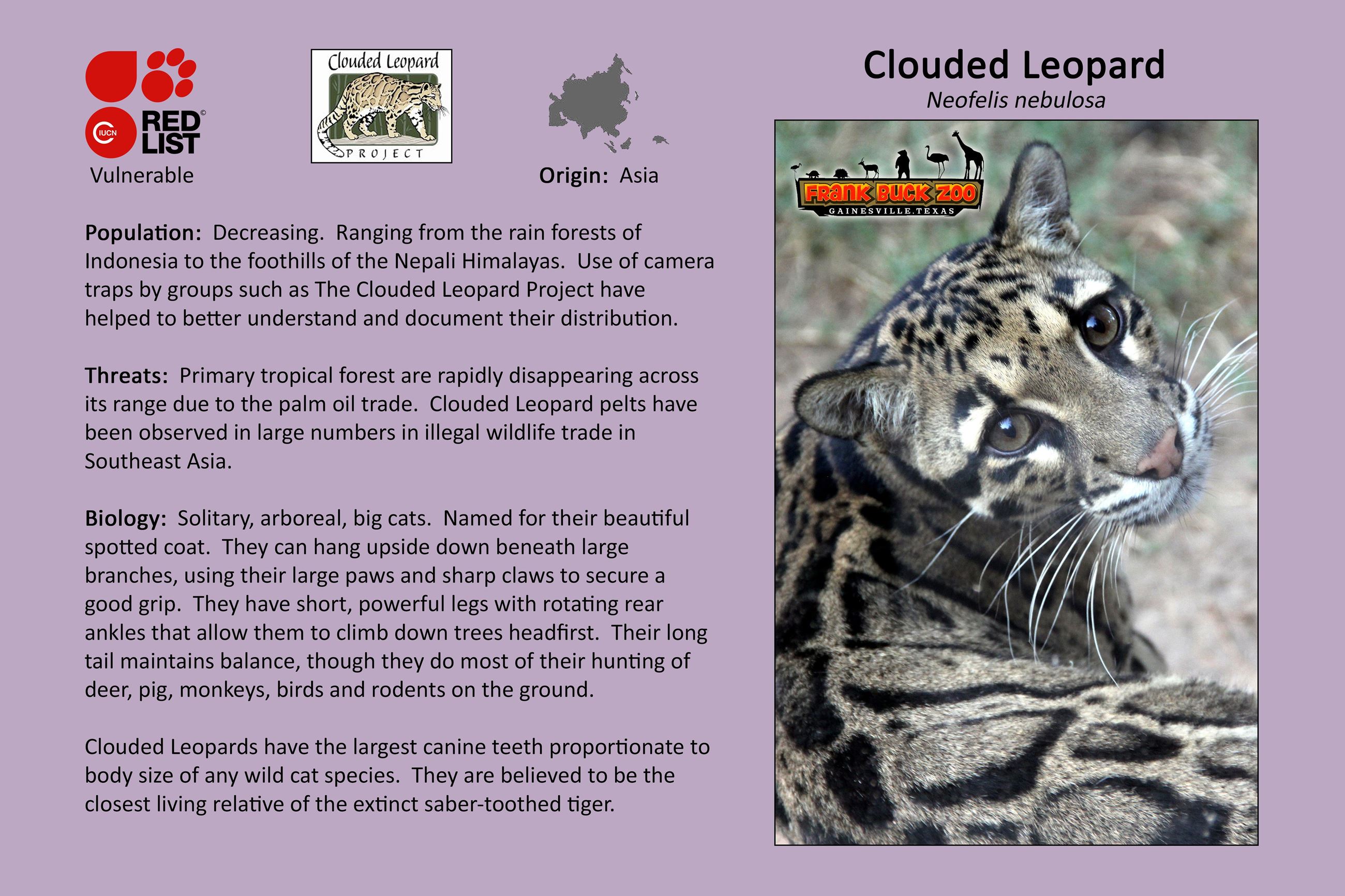 Clouded Leopard