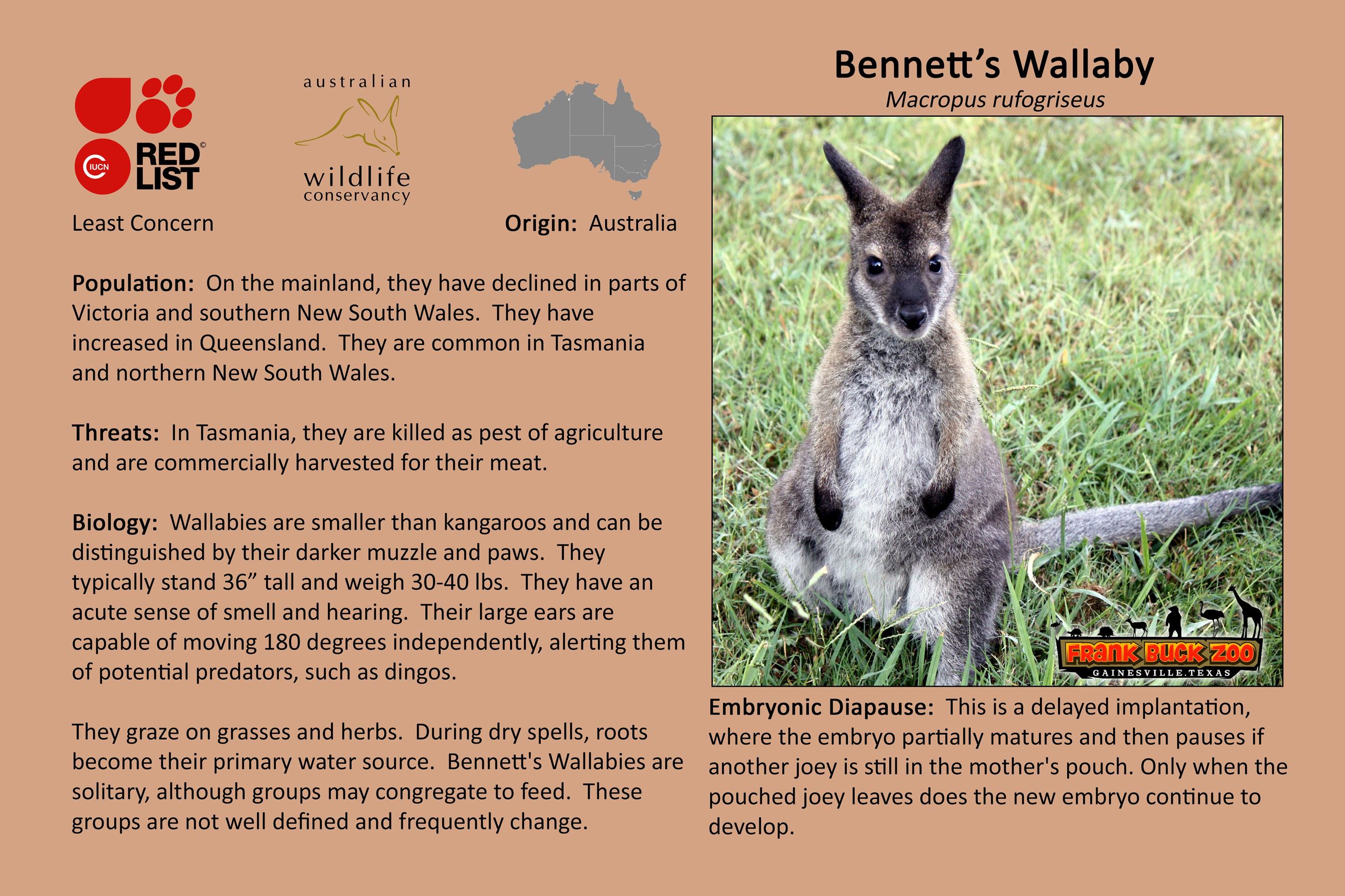Bennetts Wallaby