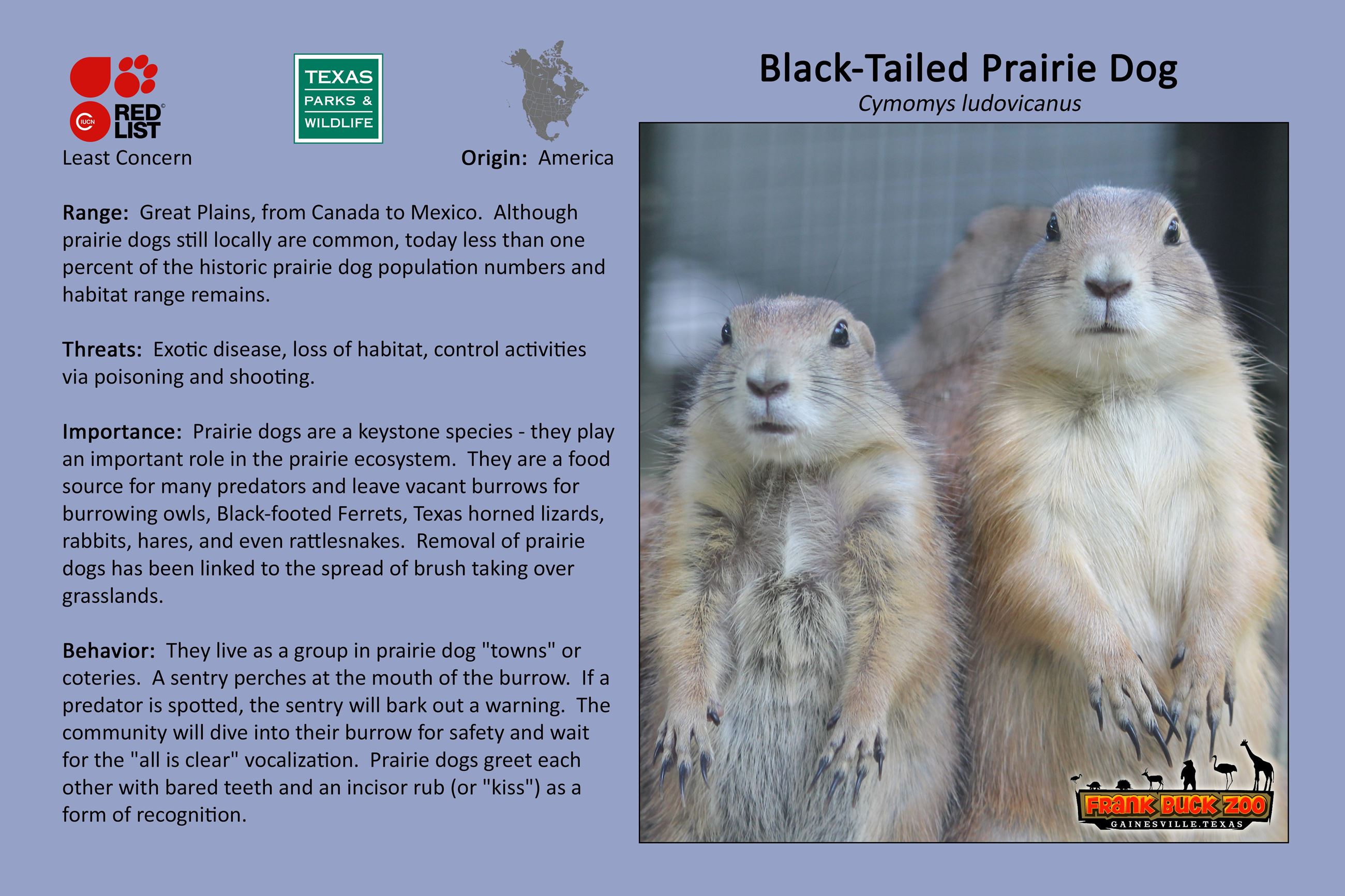 Prairie Dog