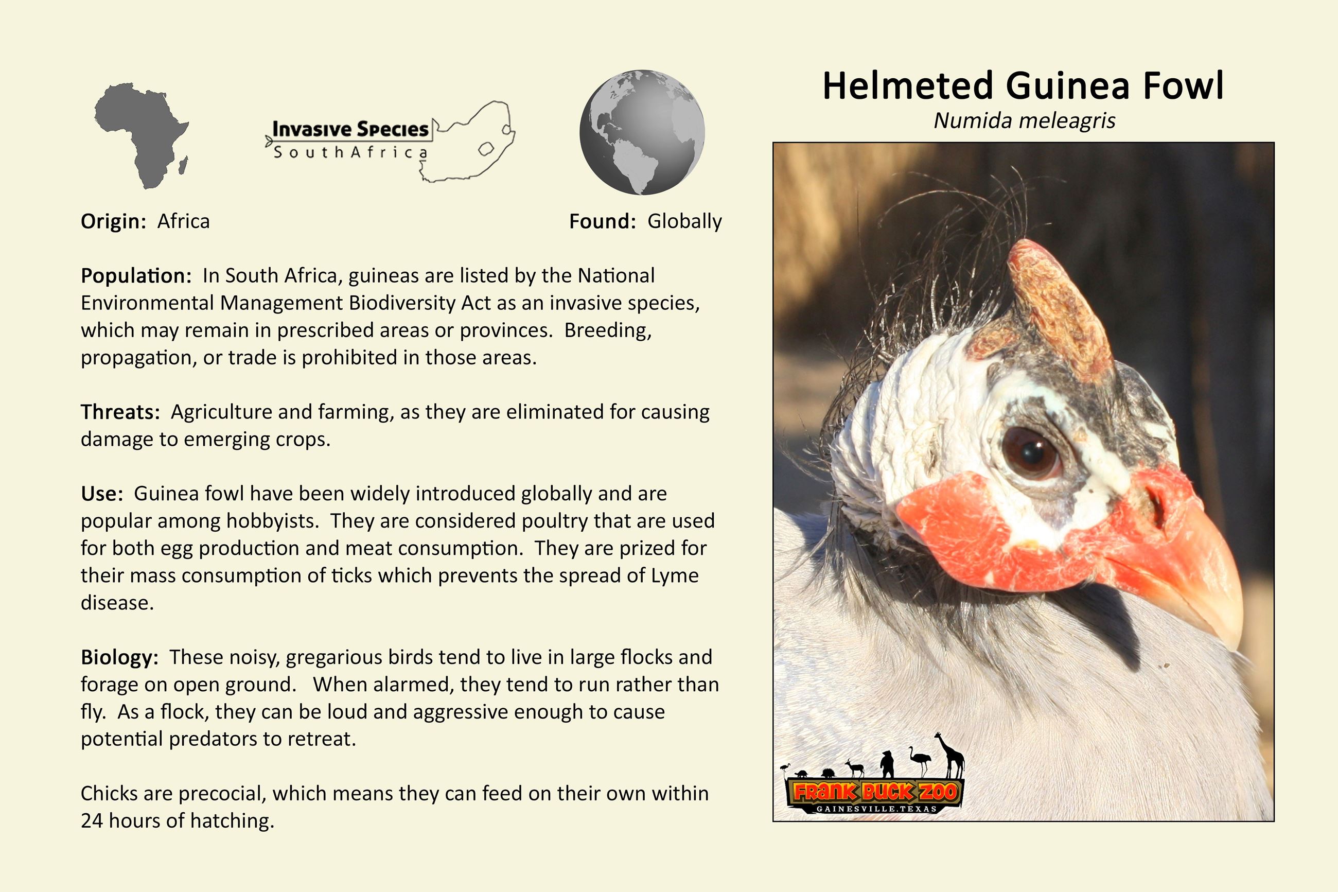 Guinea Fowl