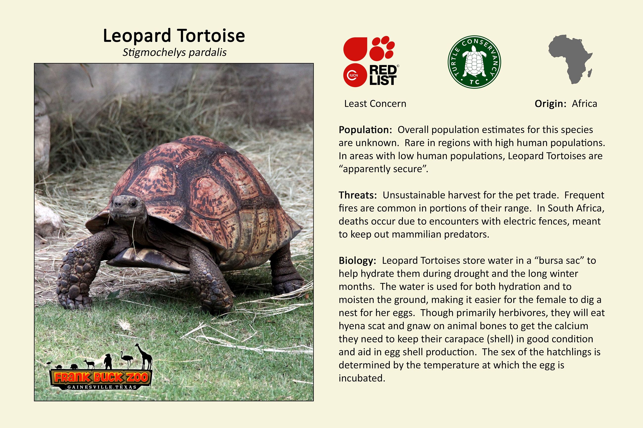 Leopard Tortoise