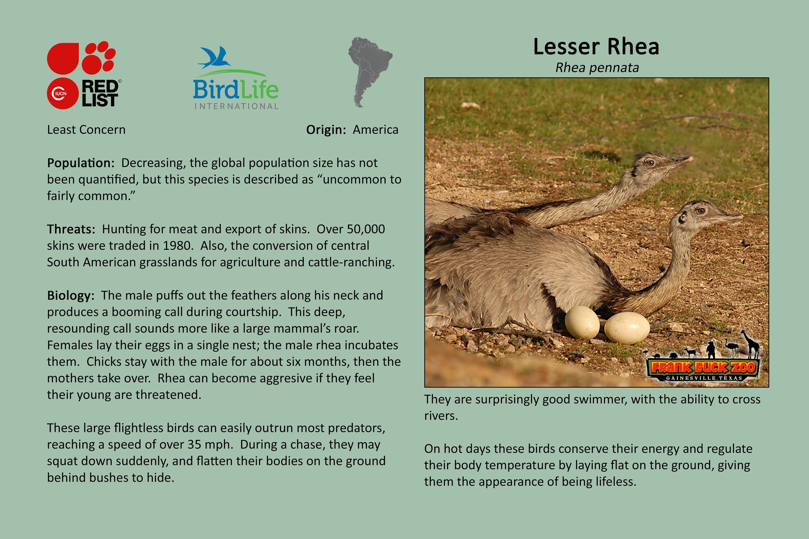 Lesser Rhea