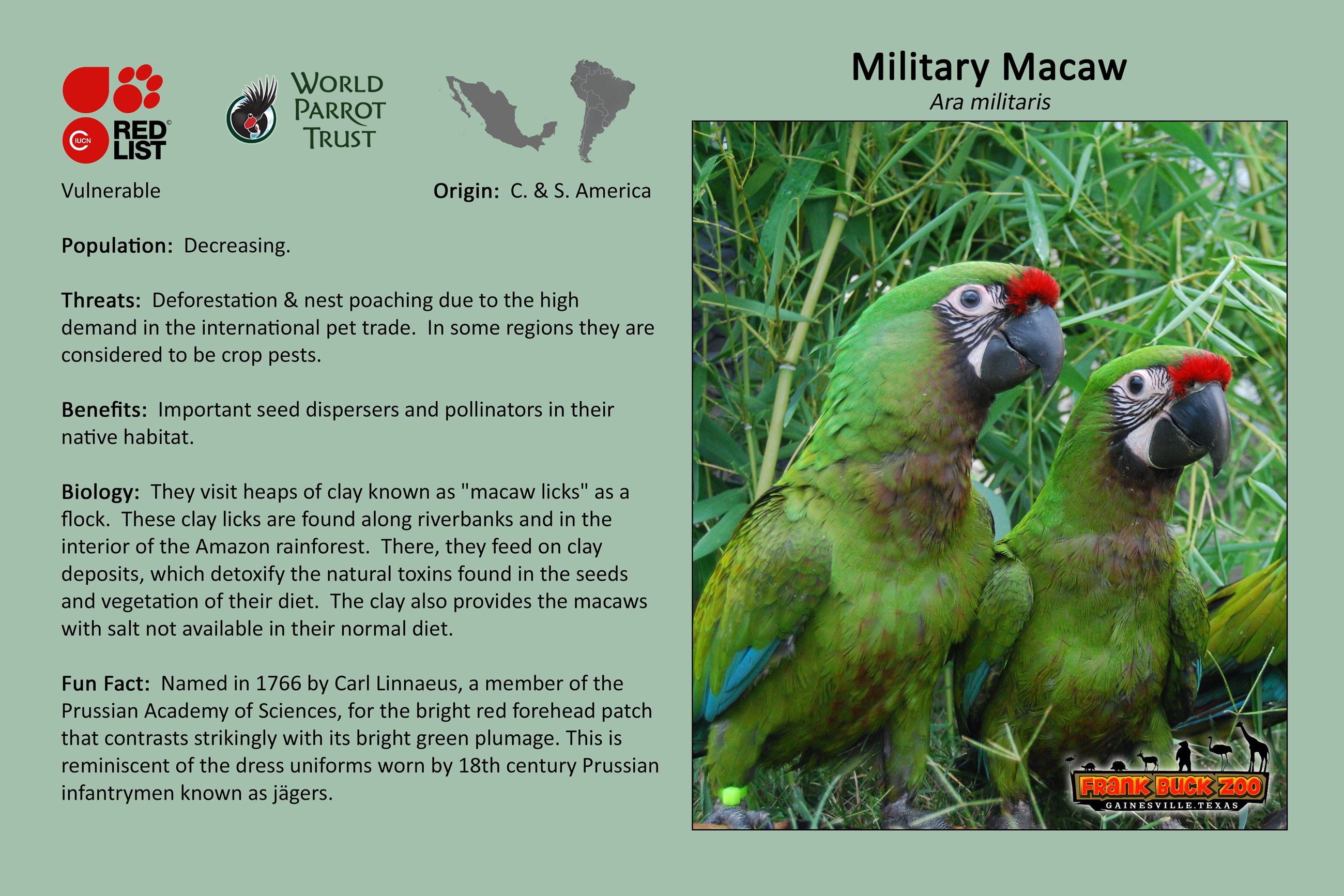 Military Macaw