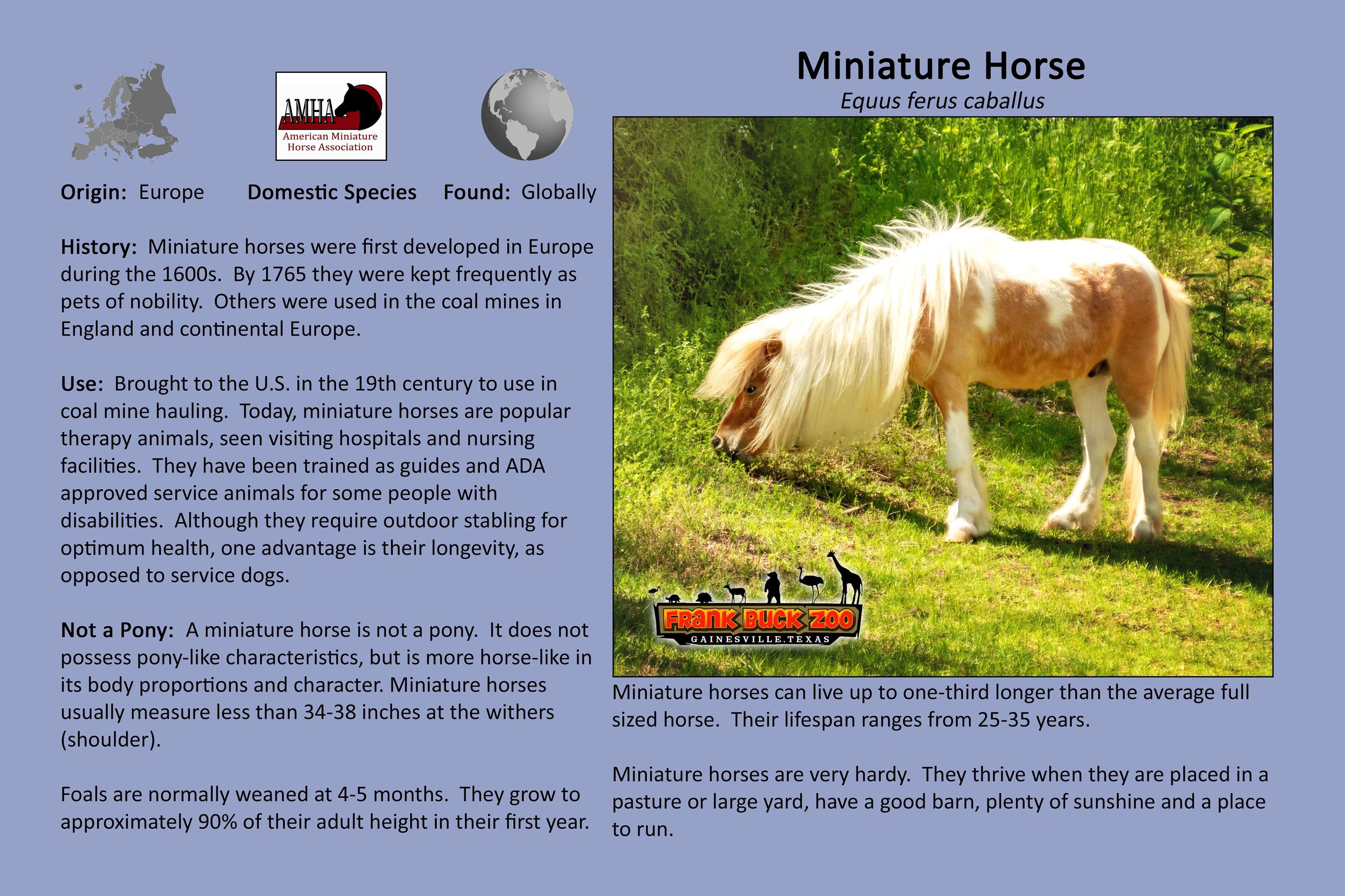 Miniature Horse