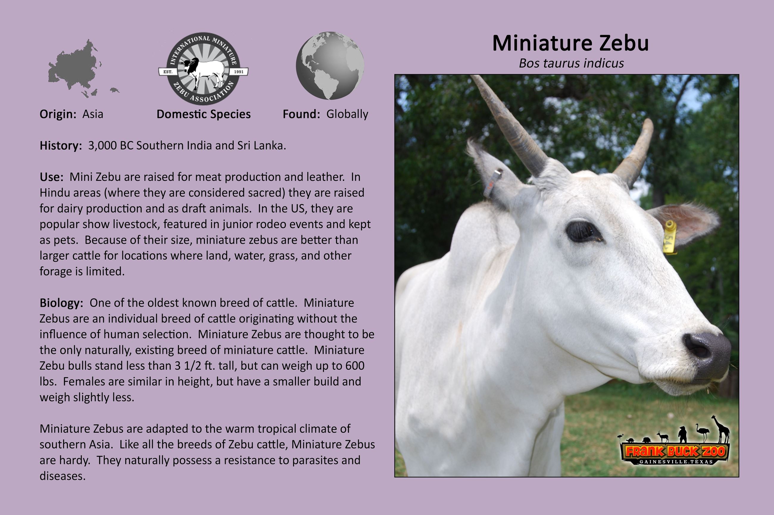 Miniature Zebu