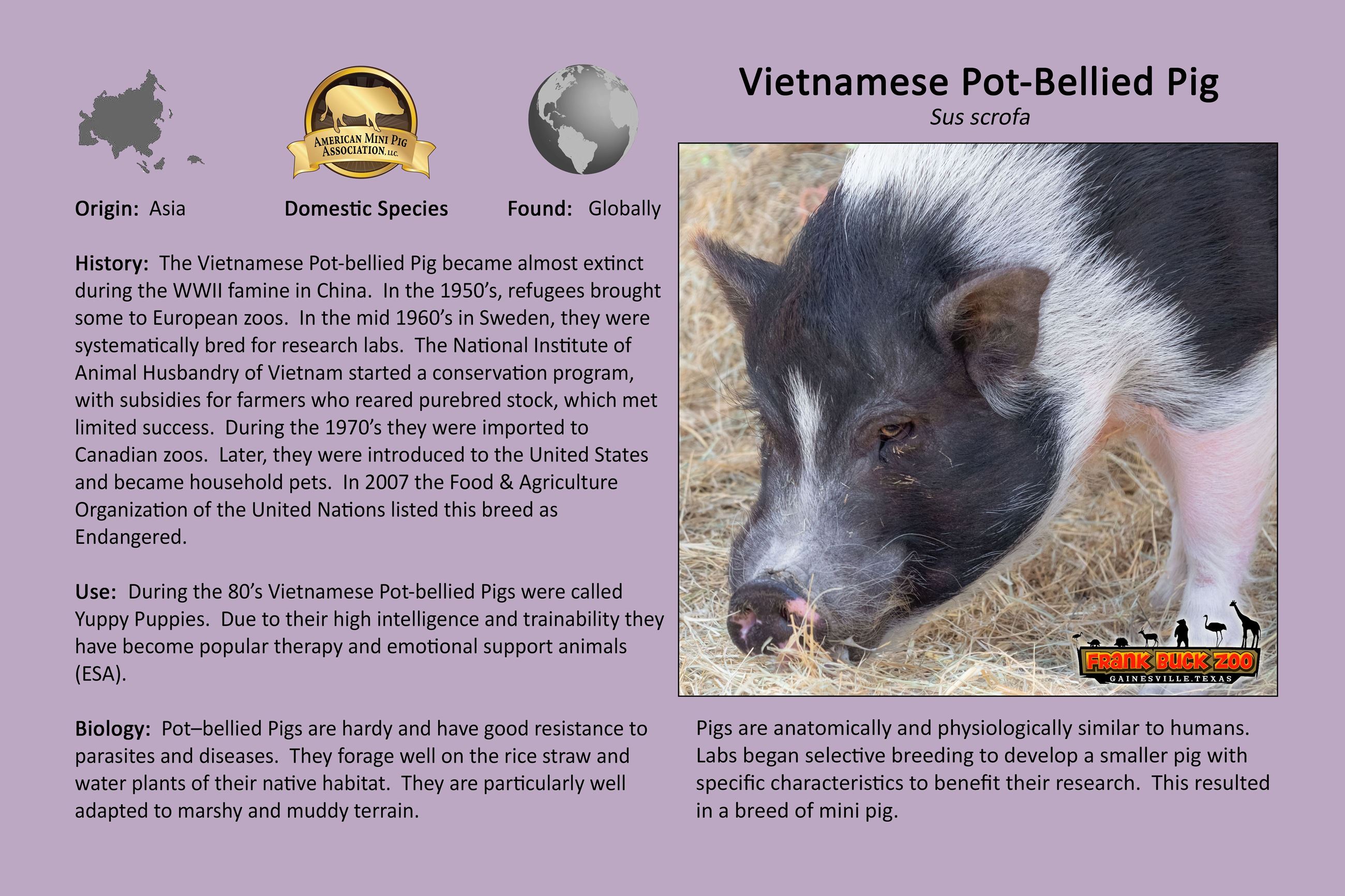 Pot Bellied Pig