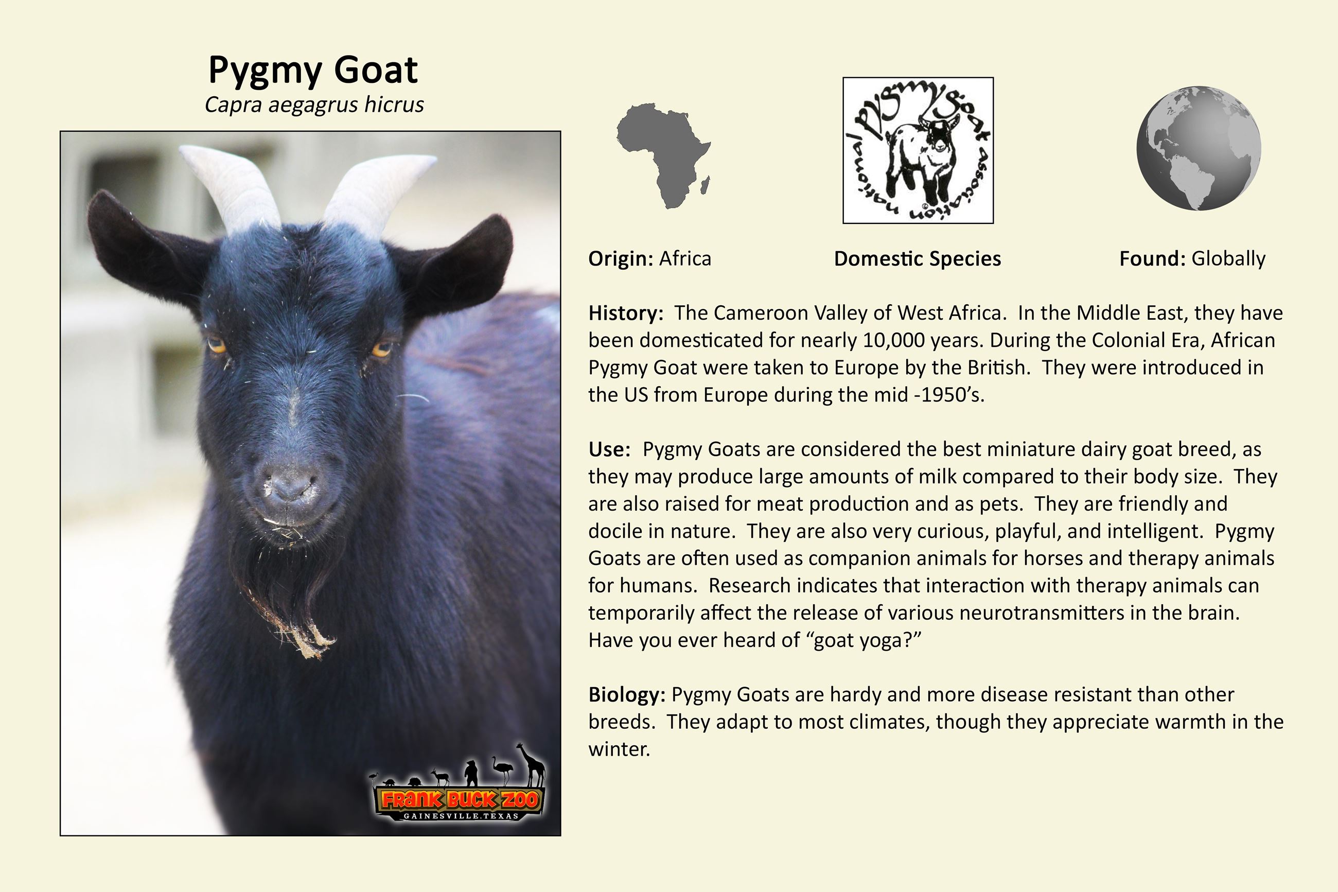 Pygmy Goat
