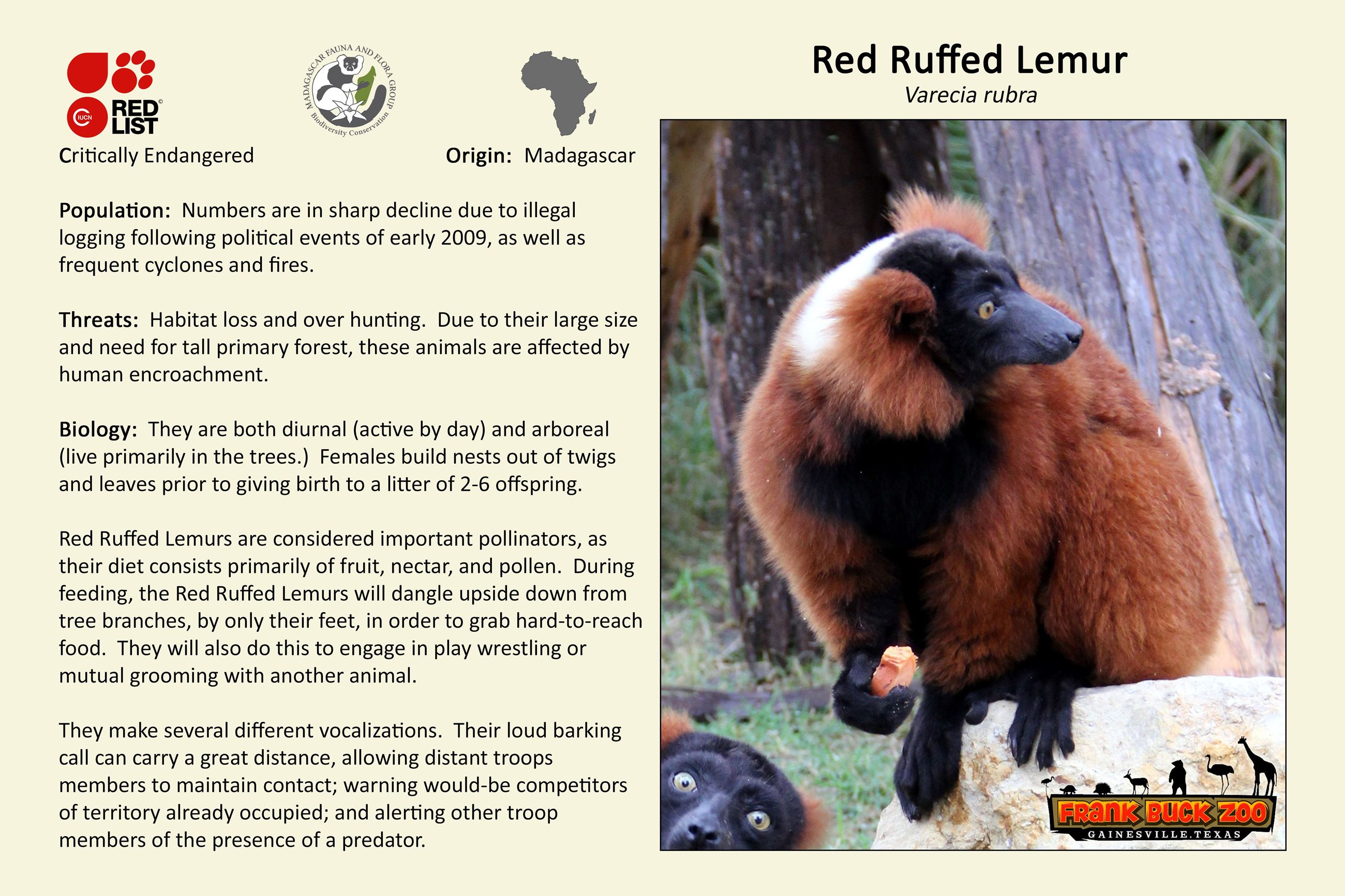 Red Ruffed Lemur