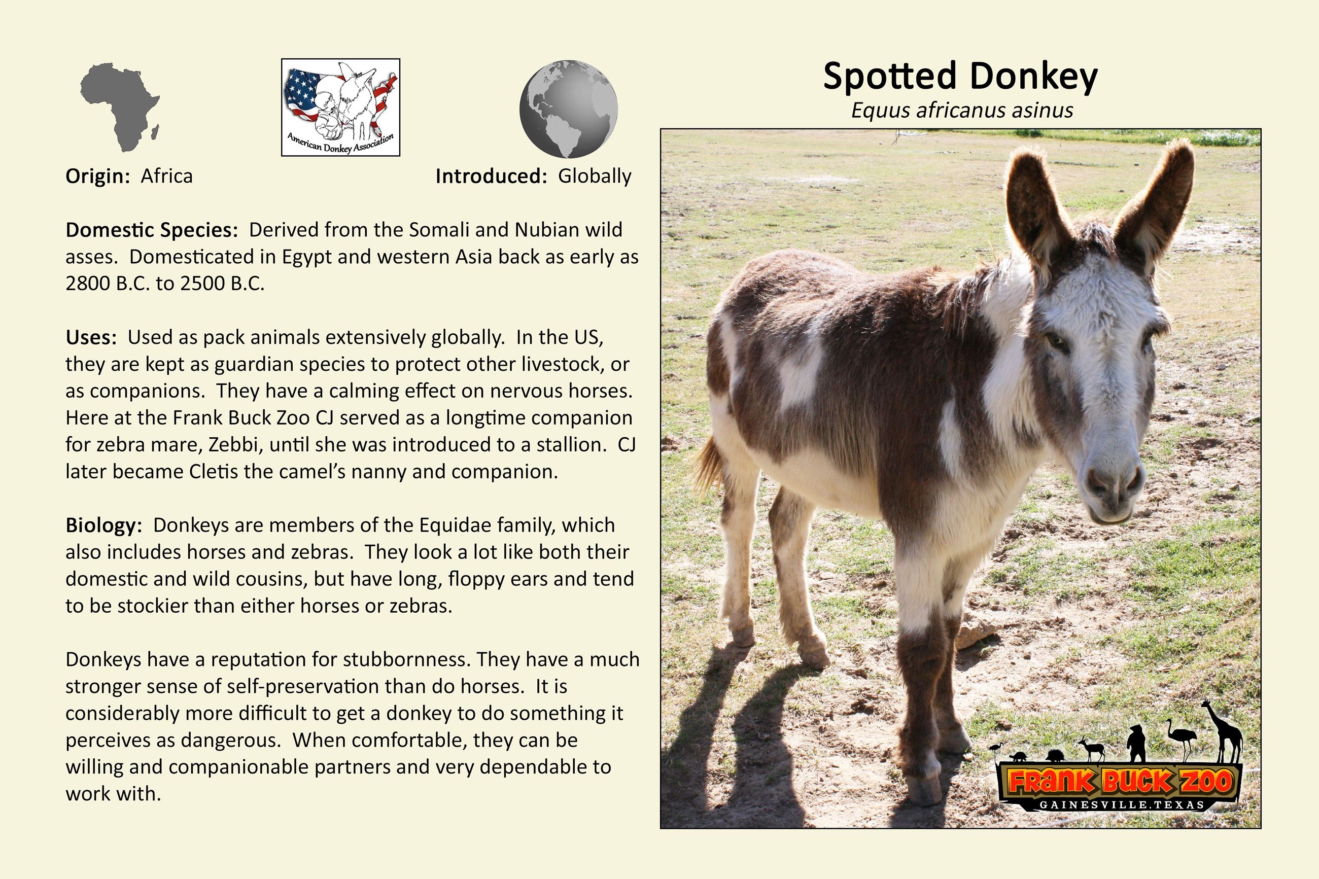 Spotted Donkey