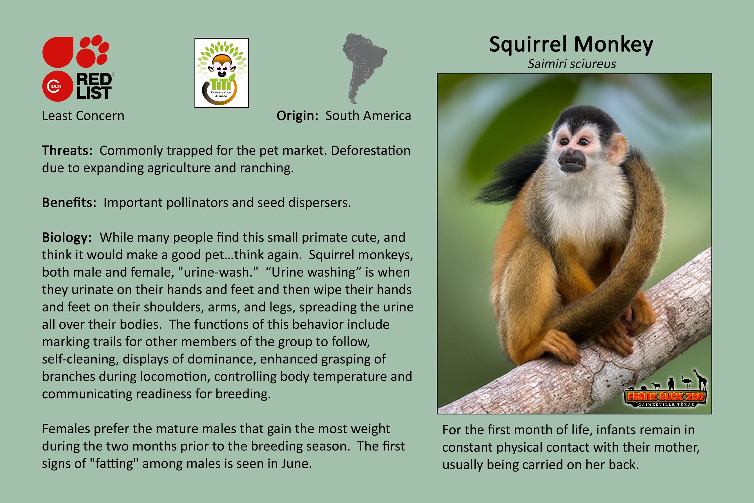Squirrel Monkey