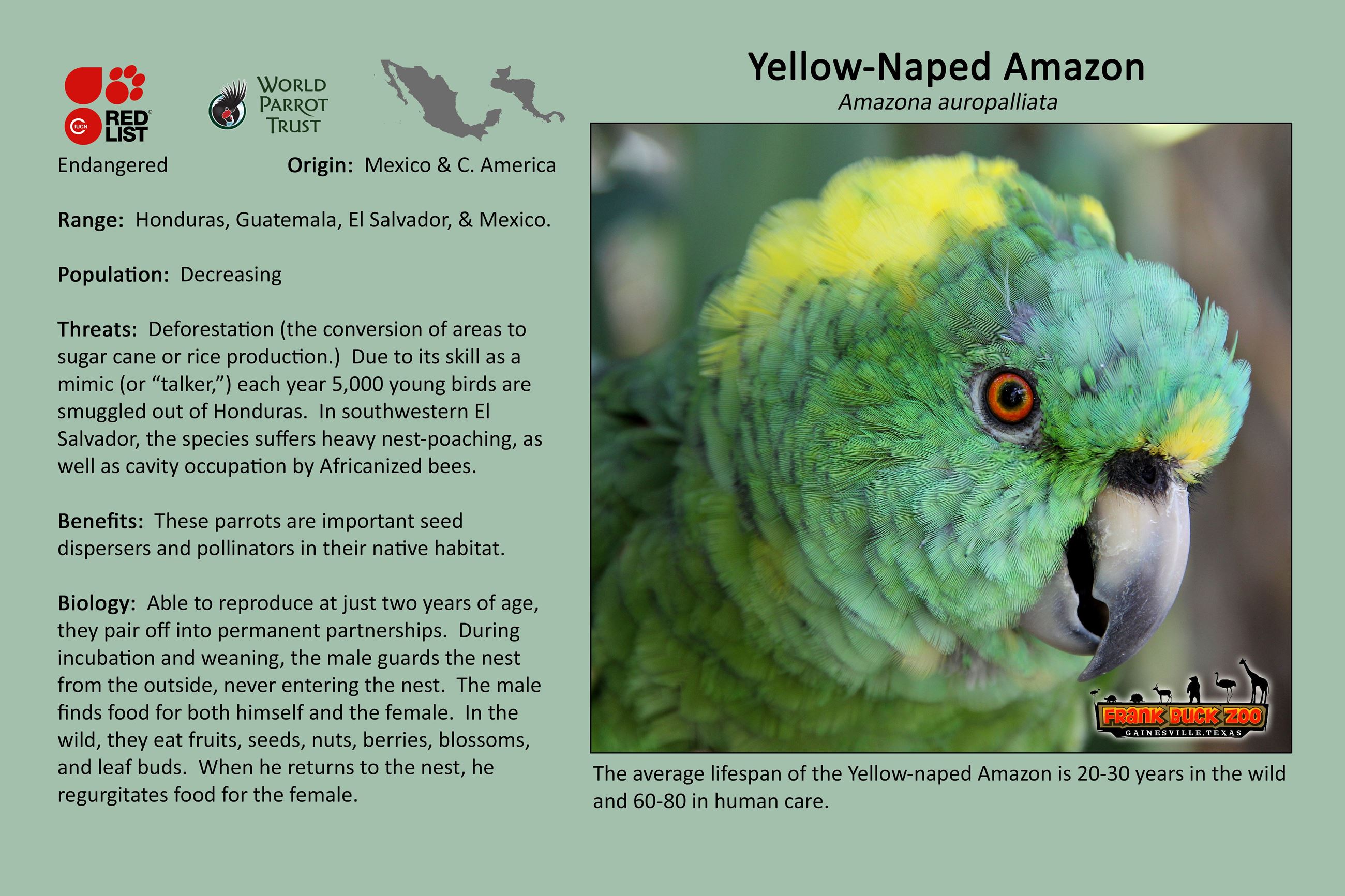 Yellow Naped Amazon