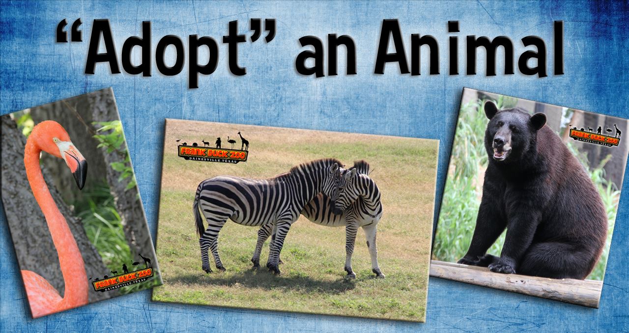 adoptananimal