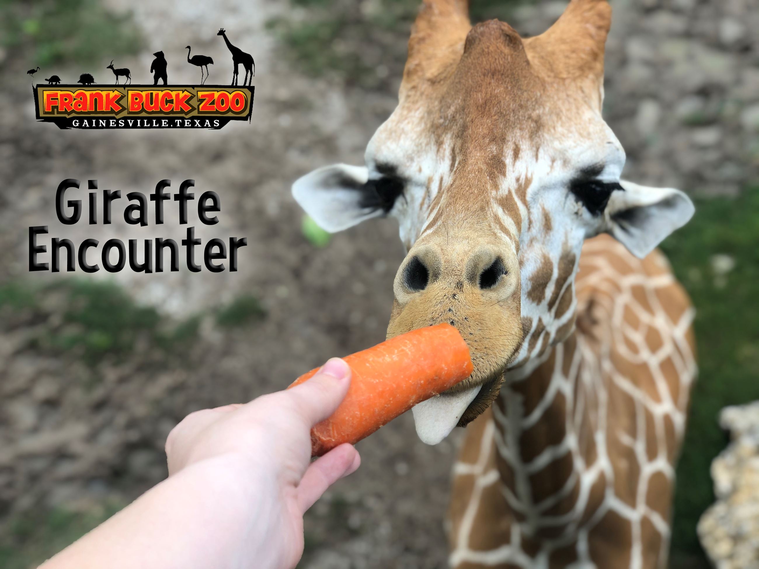 Giraffe Encounter - Click Here